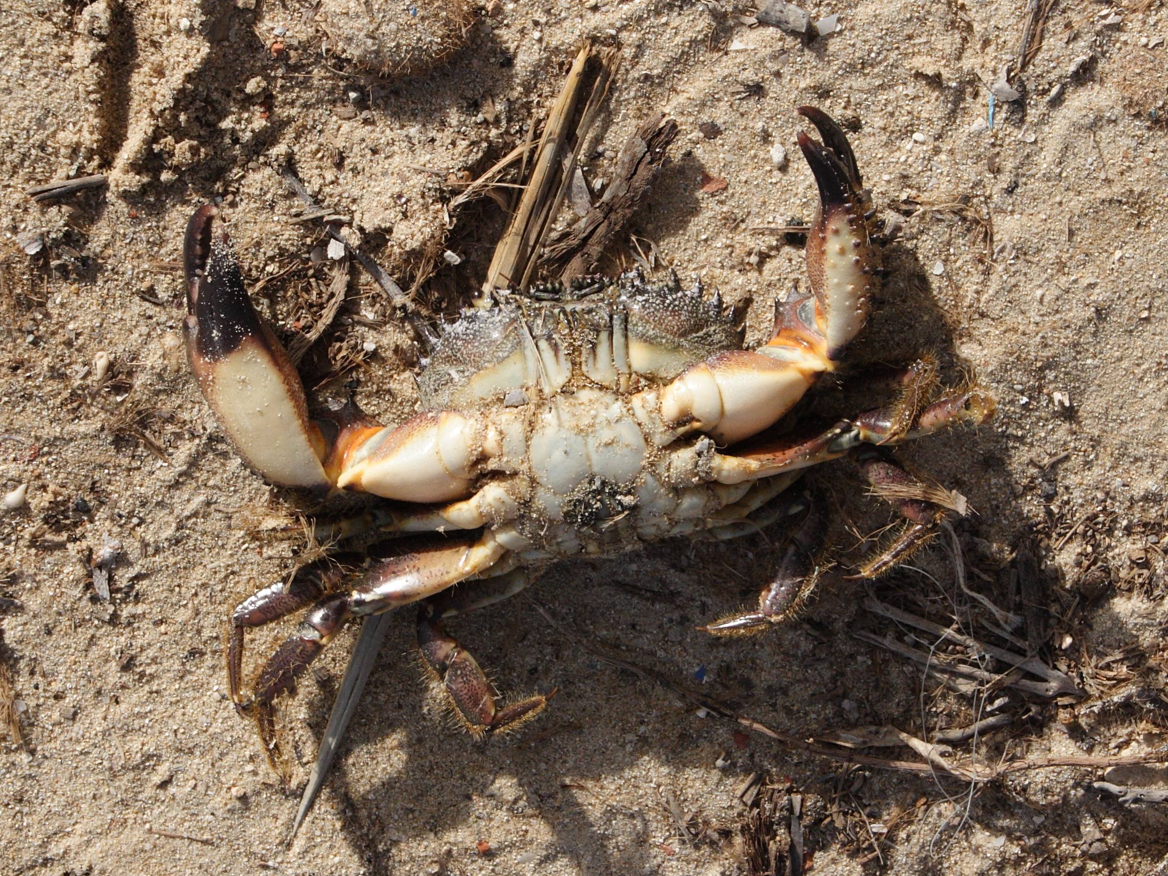 eriphia_verrucosa4bd