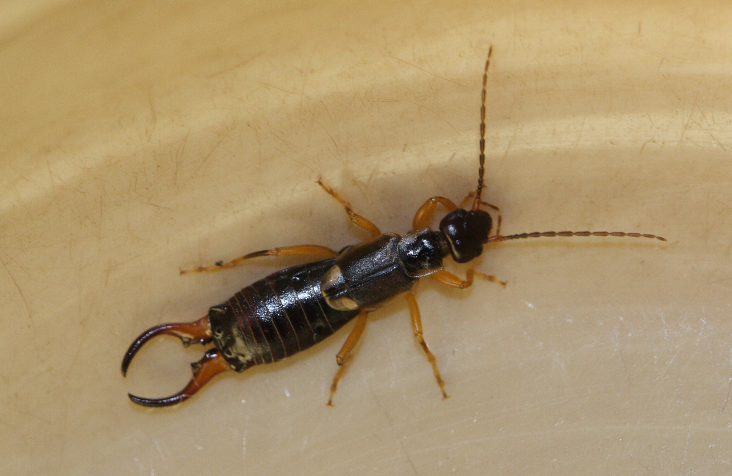 forficula_auricularia4md