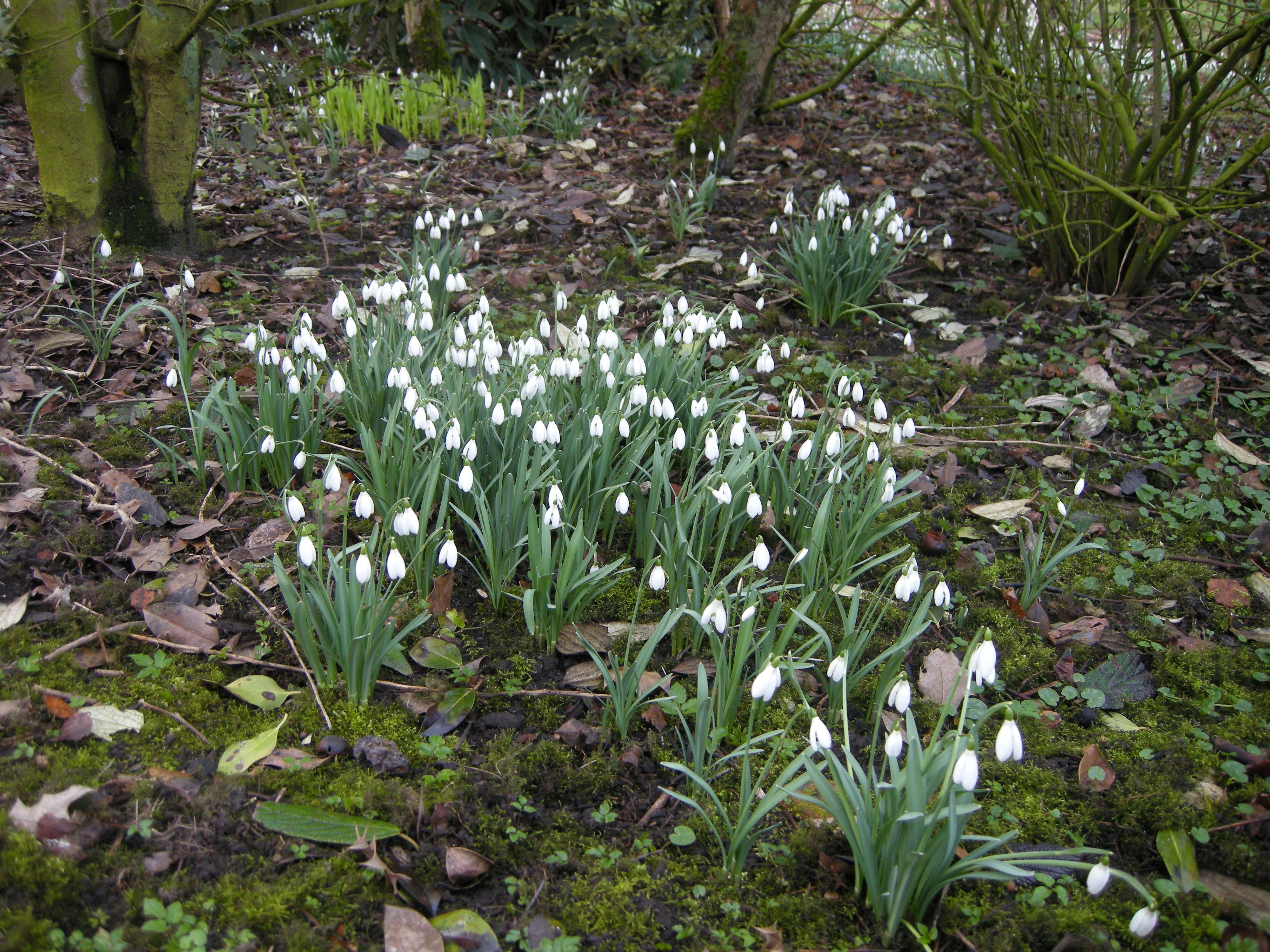 galanthus_nivalis1amd