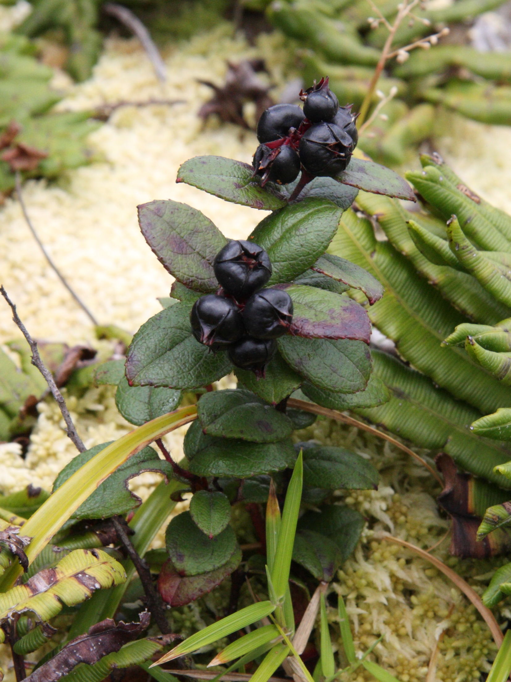 gaultheria_swartzii4md