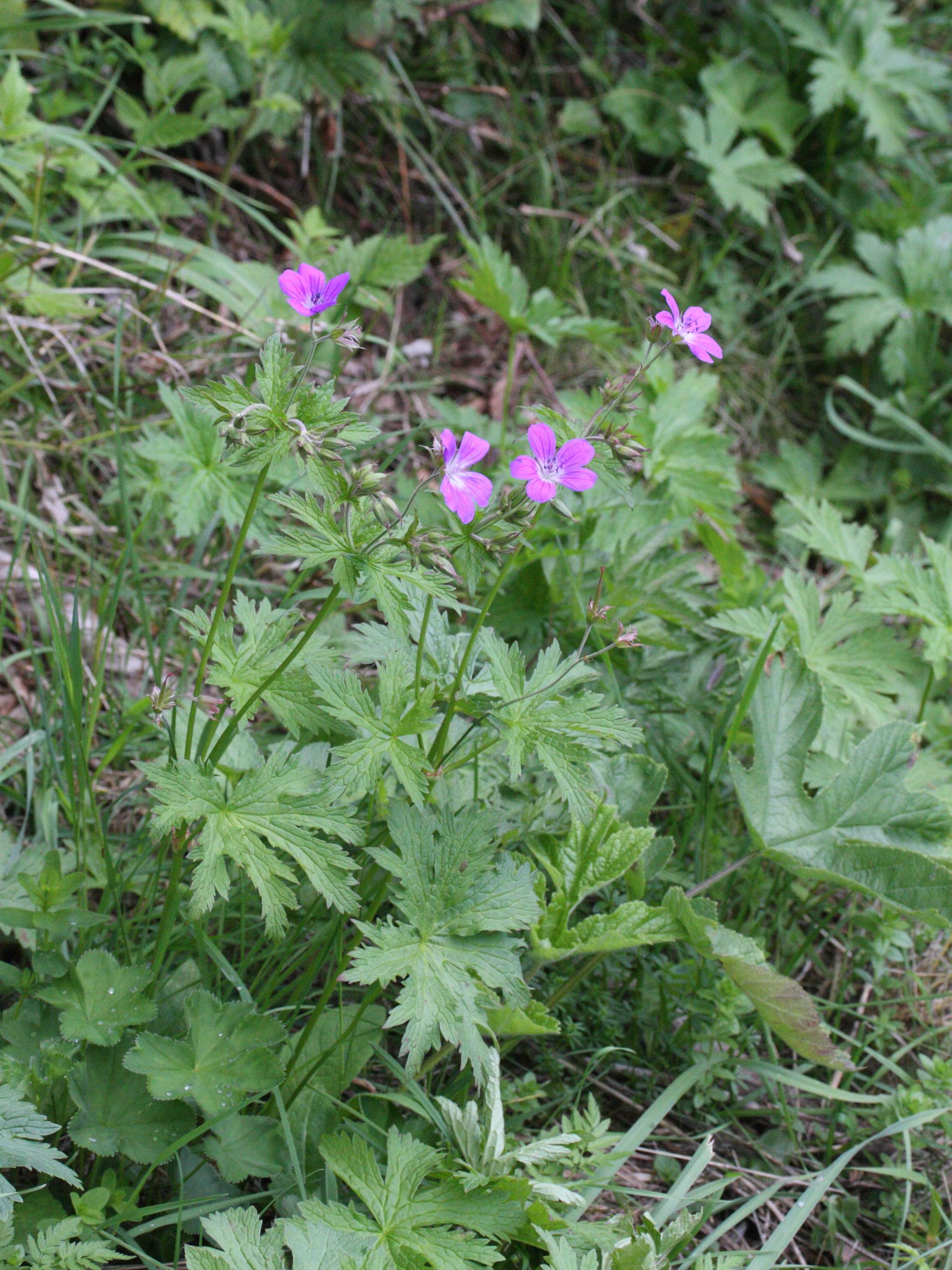 Afficher le média geranium_sylvaticum1amd geranium_sylvaticum1amd