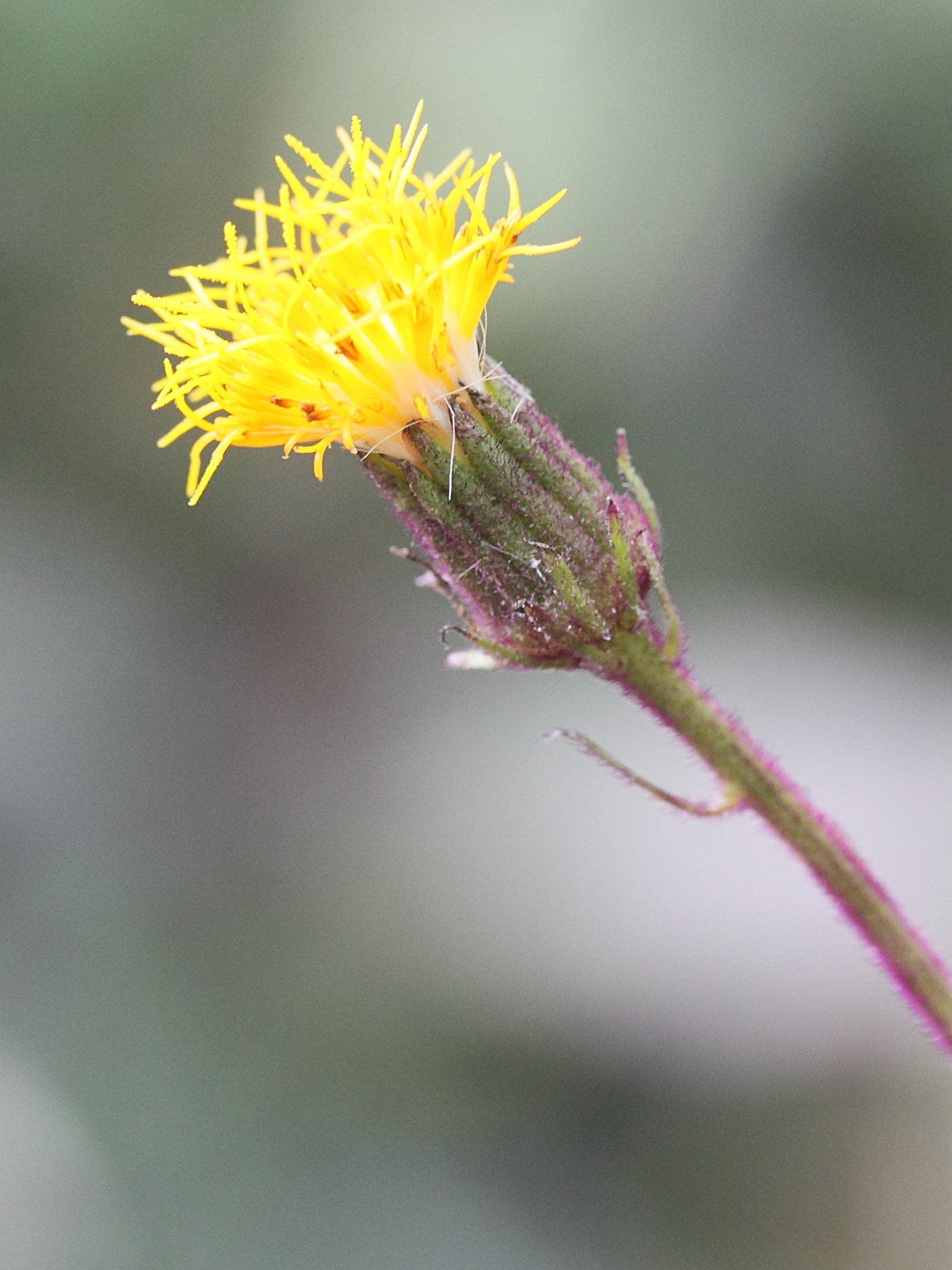 gynura_aurantiaca2md