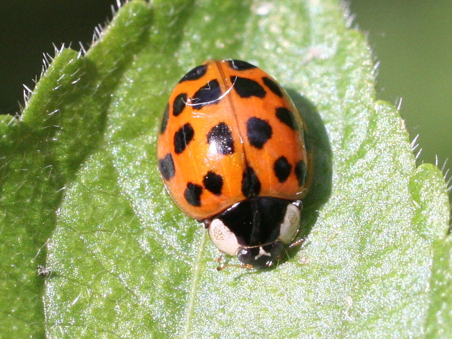 Afficher le média harmonia_axyridis2md harmonia_axyridis2md