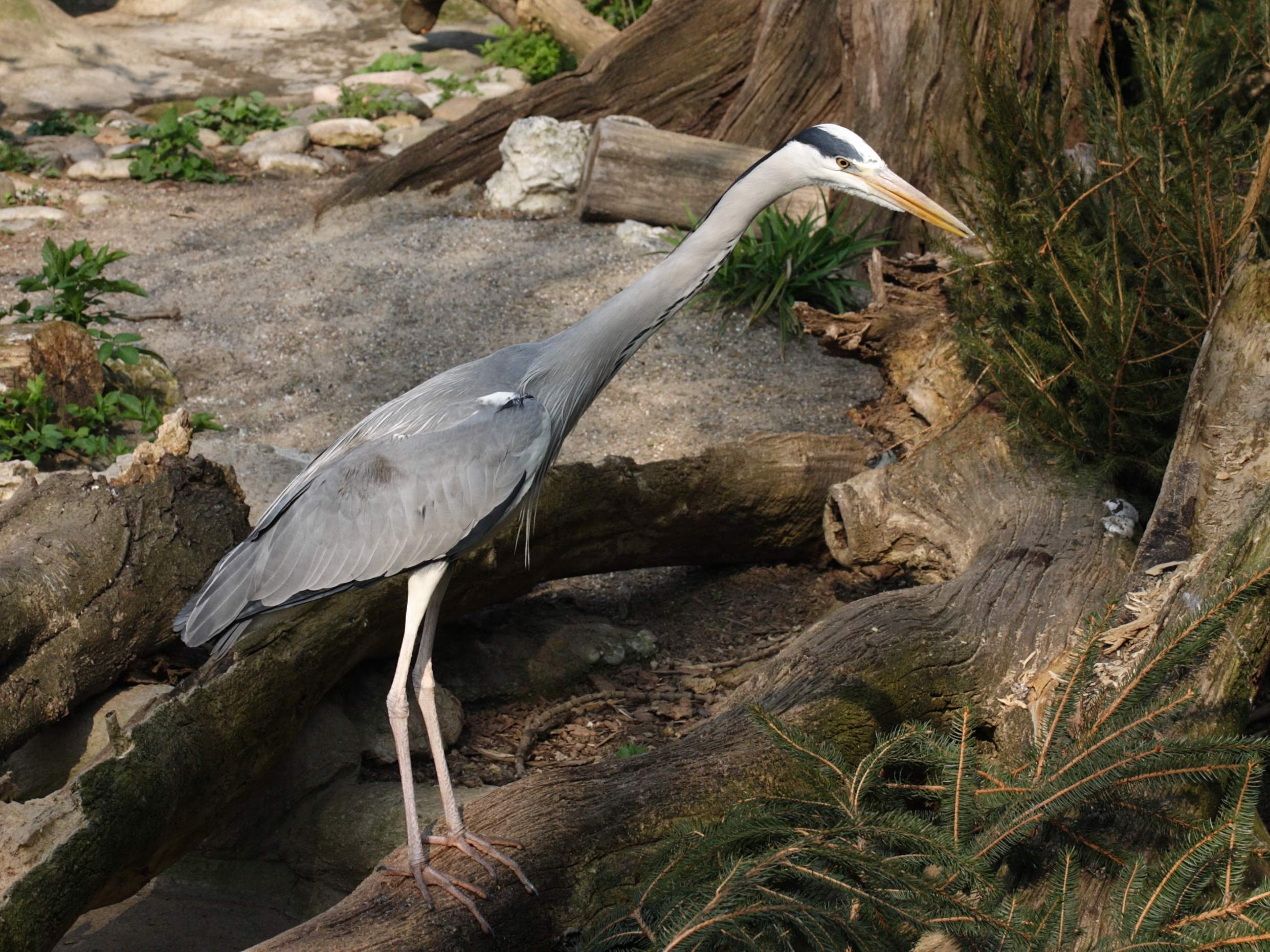 heron_cendre_-_ardea_cinerea5sd