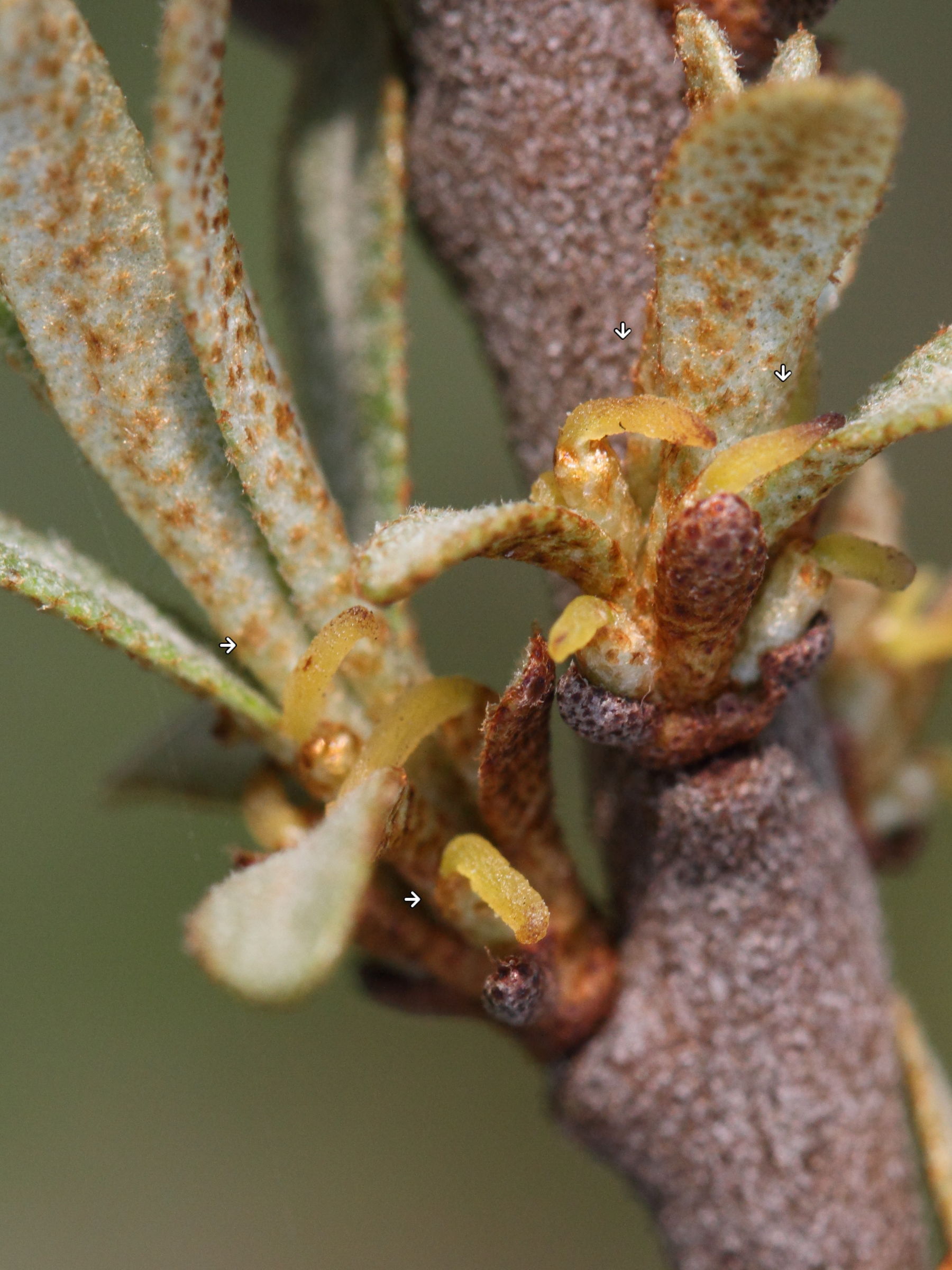 hippophae_rhamnoides8bmd