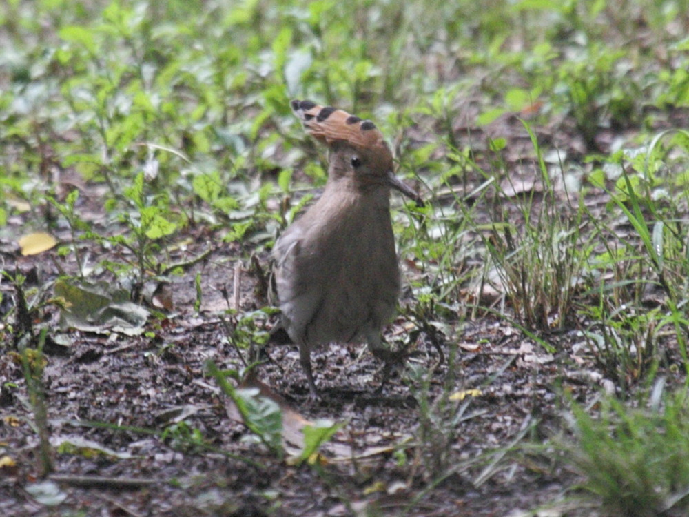 huppe_fasciee_-_upupa_epops2bd