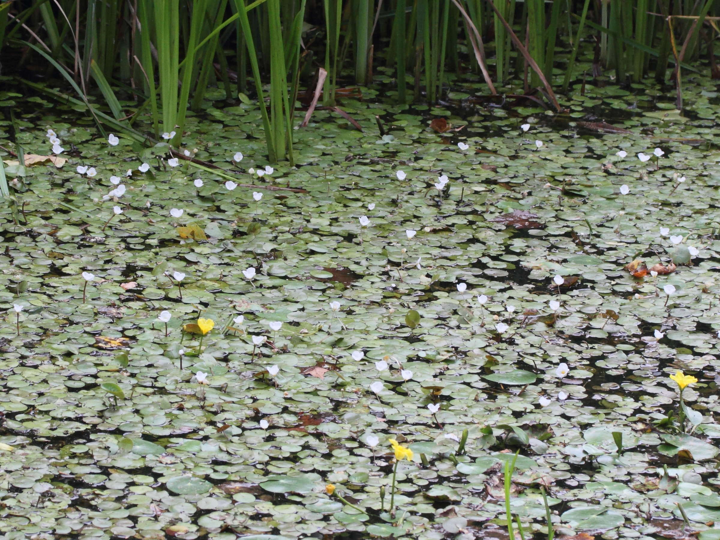 hydrocharis_morsus-ranae2md