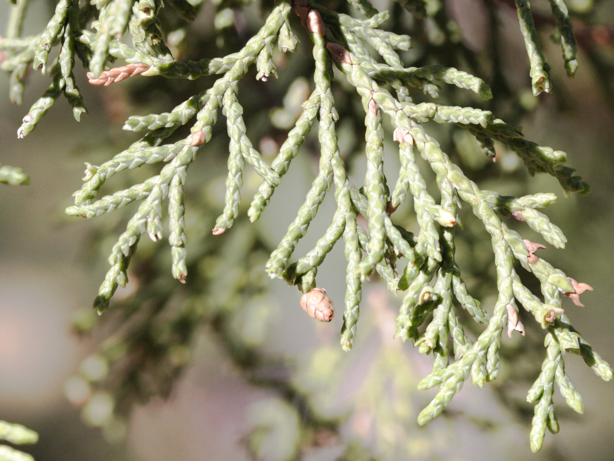 juniperus_thurifera4md