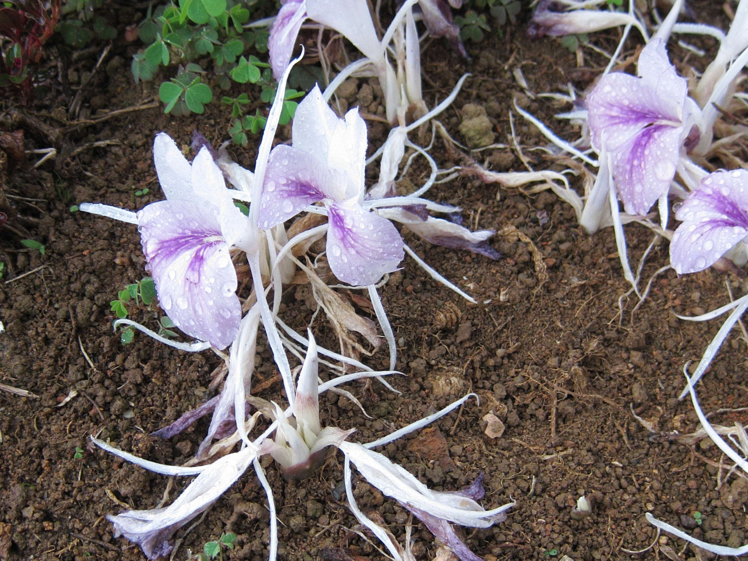 kaempferia_galanga1bd