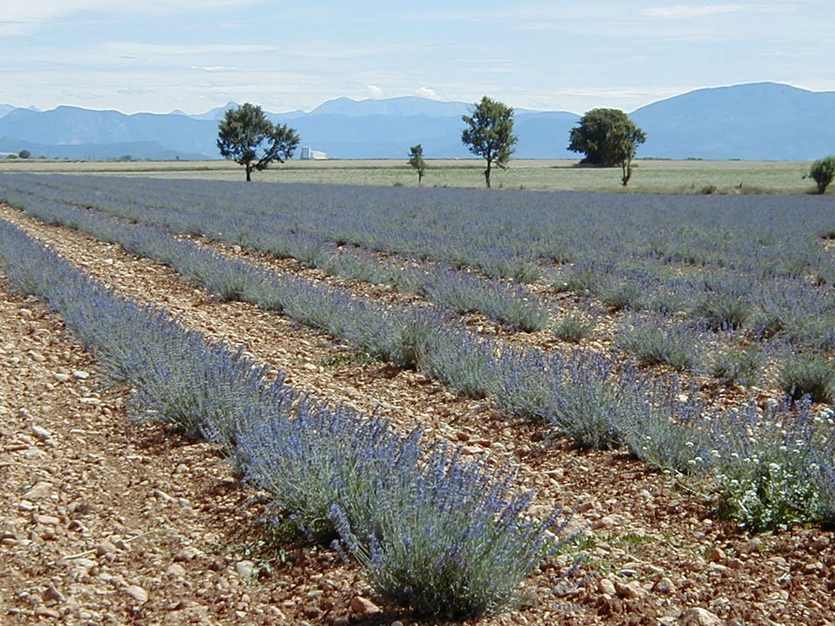 lavandula_x_intermedia5md