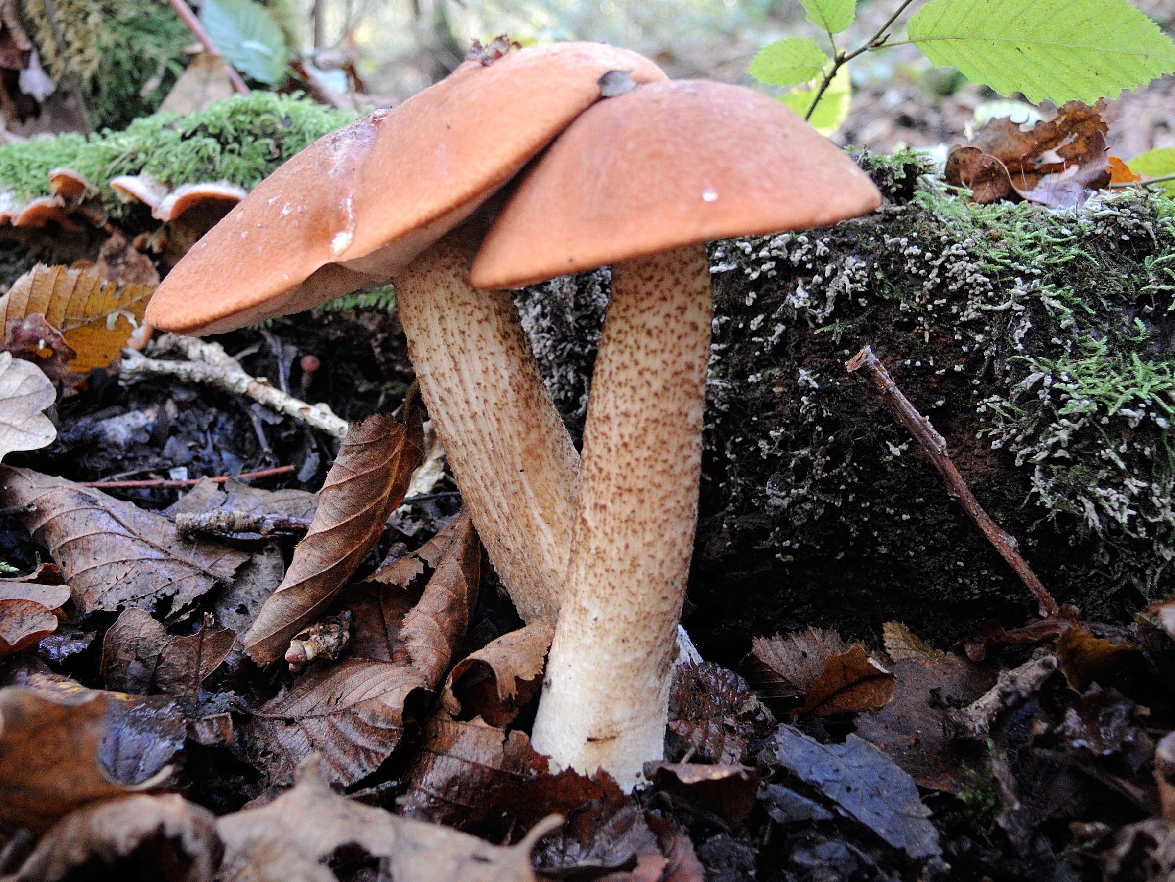 leccinum_aurantiacum1md