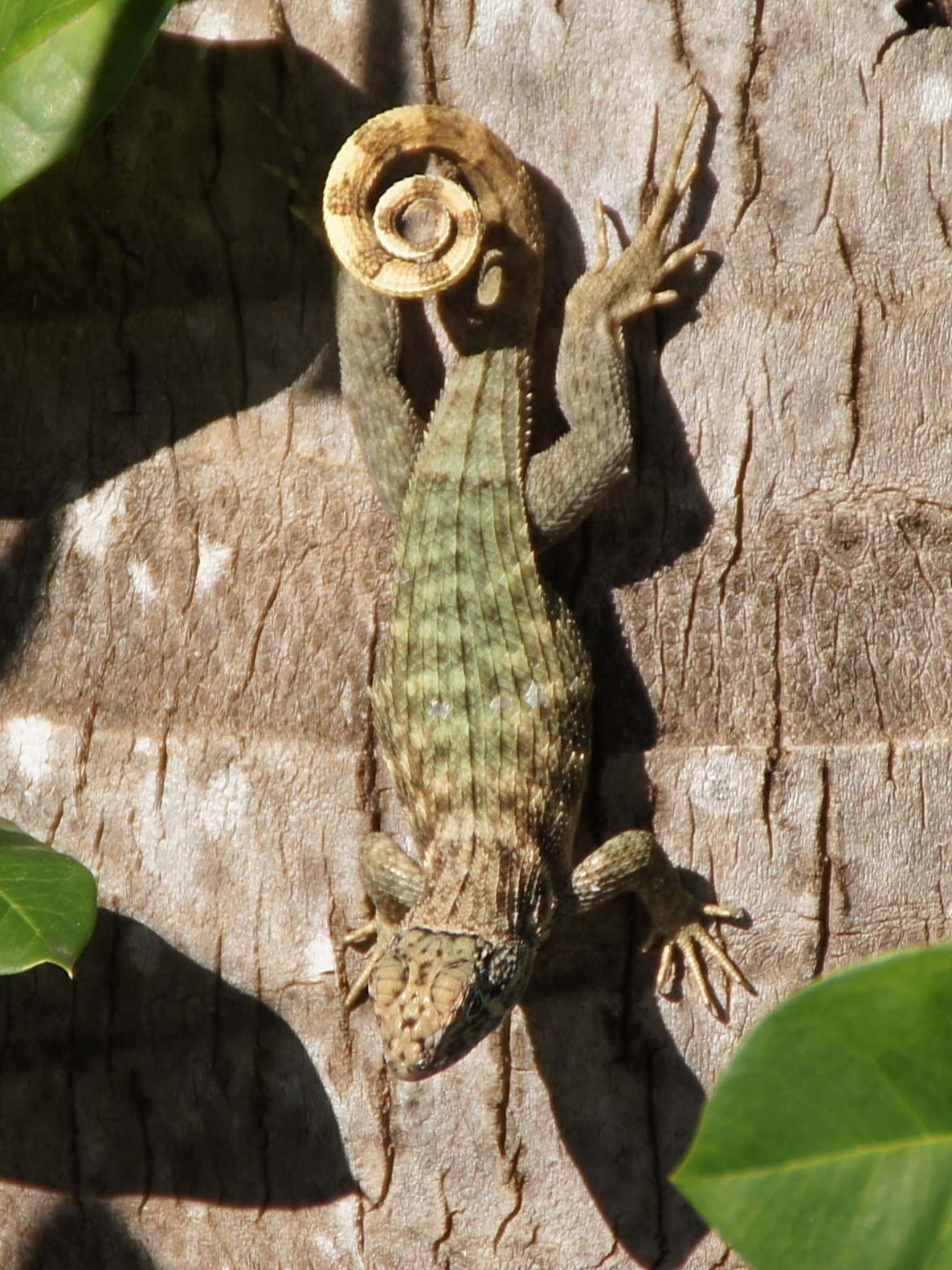 leiocephalus_carinatus1fc