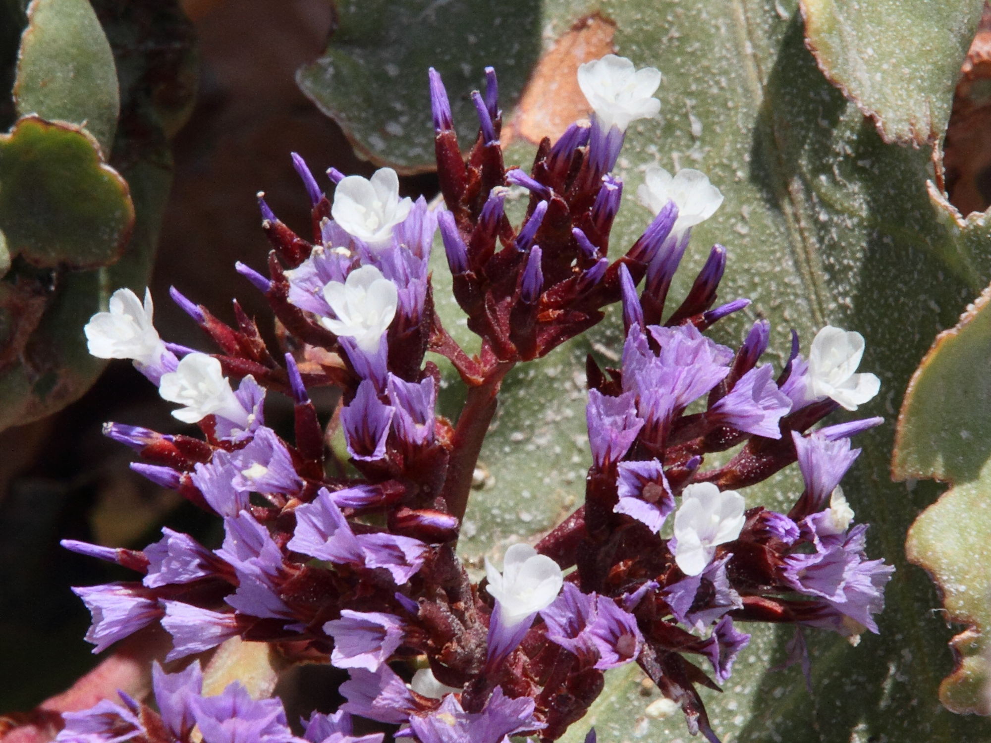 Afficher le média limonium_bourgeaui2md limonium_bourgeaui2md
