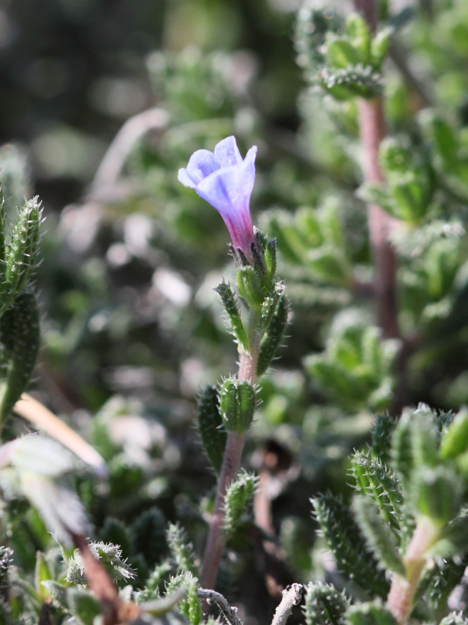 Afficher le média lithodora_hispidula2bd lithodora_hispidula2bd