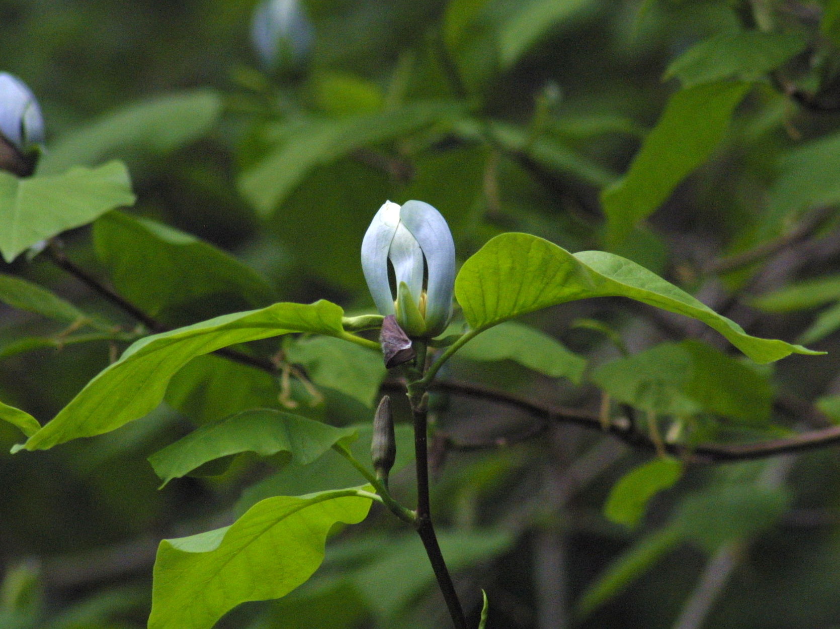 magnolia_acuminata1md