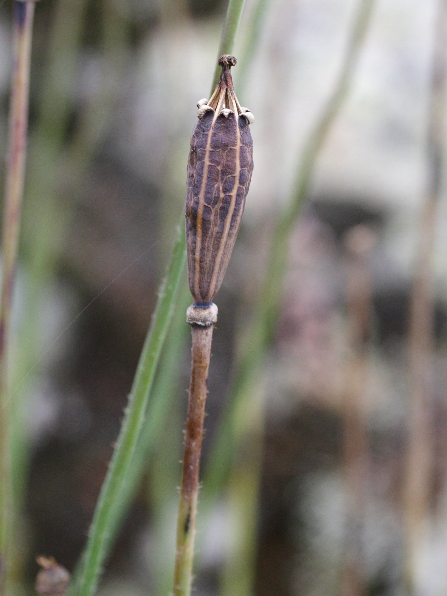 meconopsis_cambrica7md