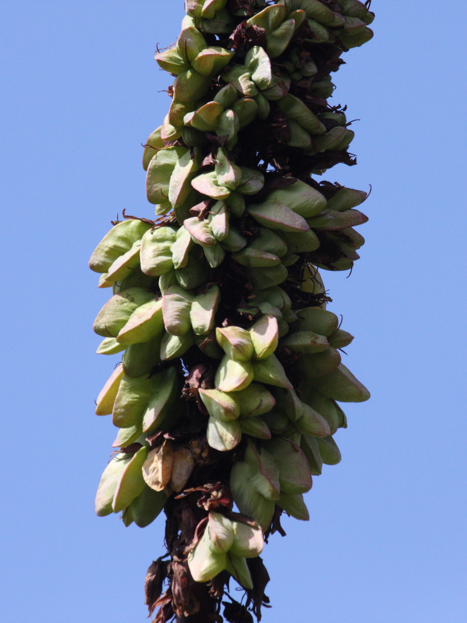 Afficher le média melianthus_major2bd melianthus_major2bd