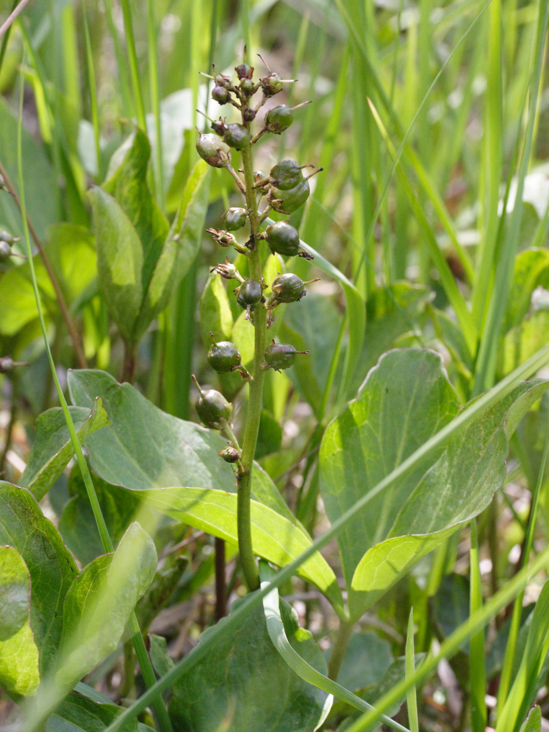 Afficher le média menyanthes_trifoliata6md menyanthes_trifoliata6md