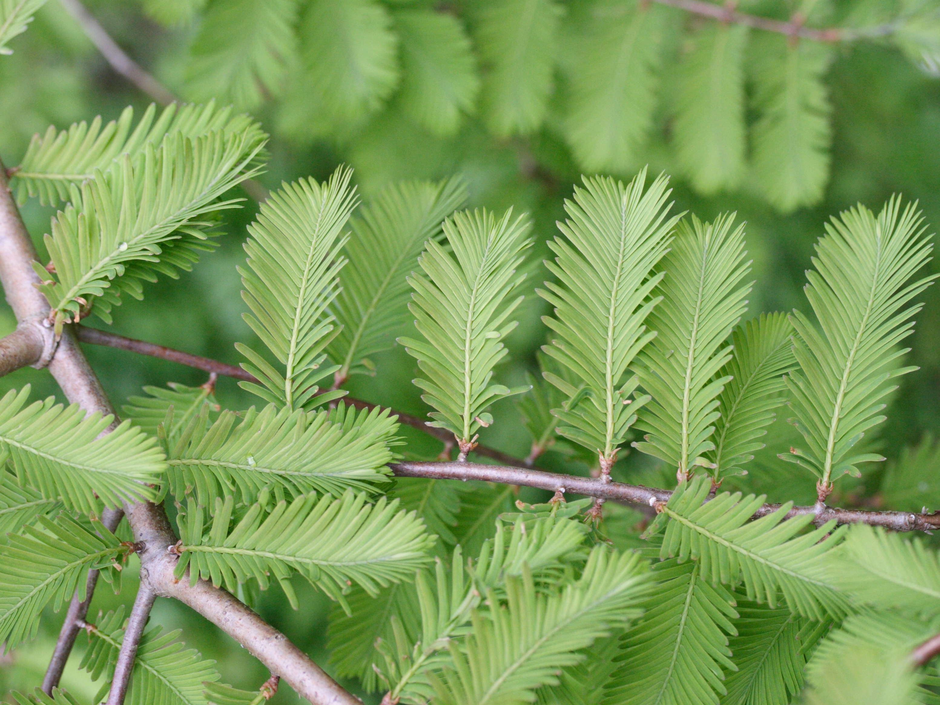 metasequoia_glyptostroboides6md