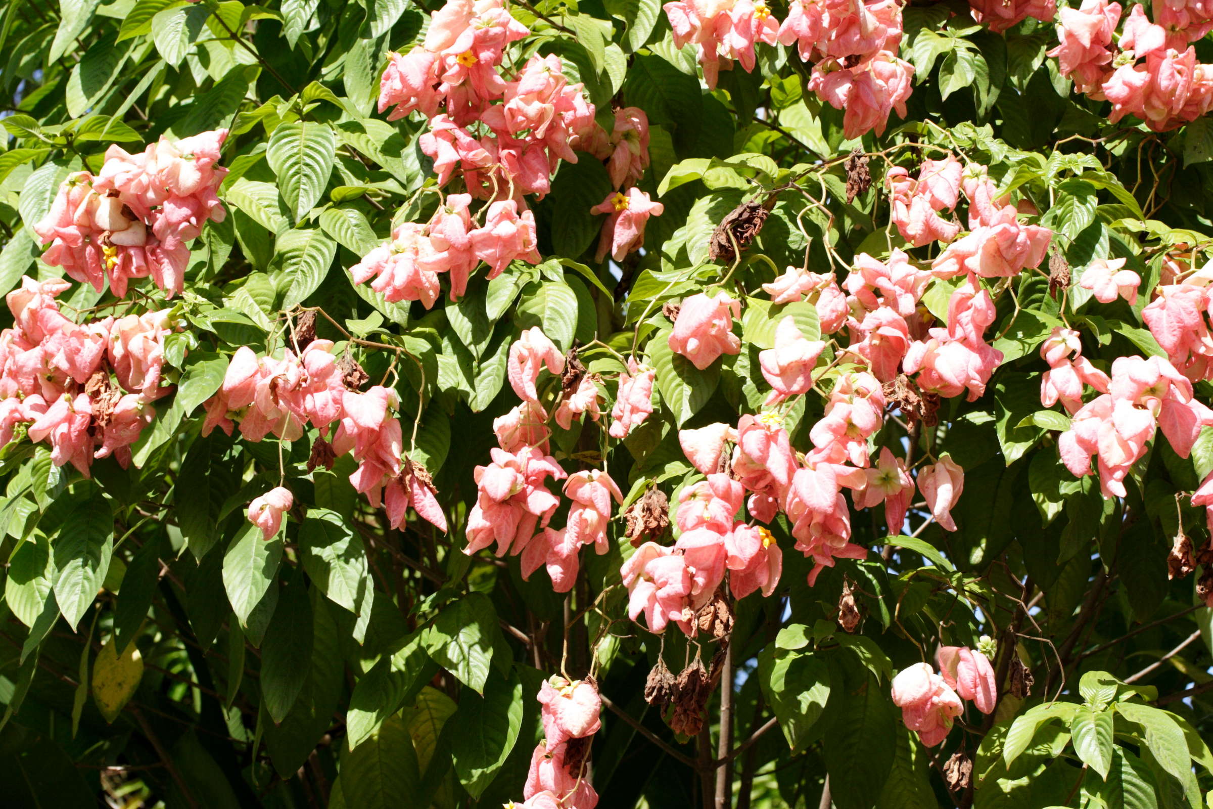 mussaenda_philippica5md