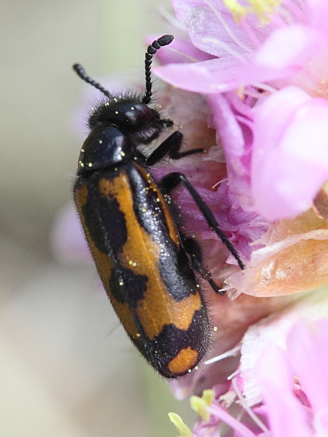 mylabris_flexuosa1md