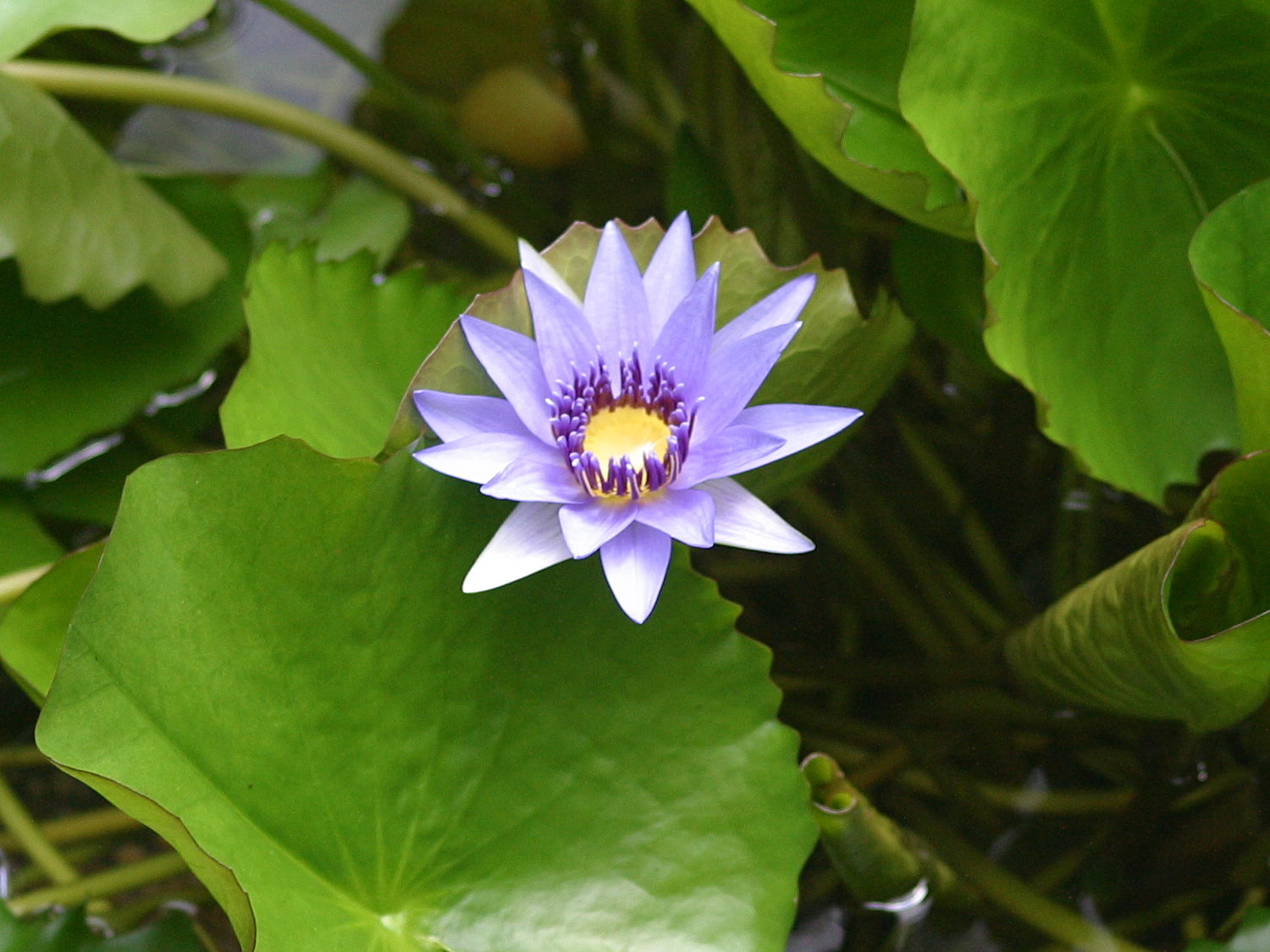 Afficher le média nymphaea_caerulea3bd nymphaea_caerulea3bd