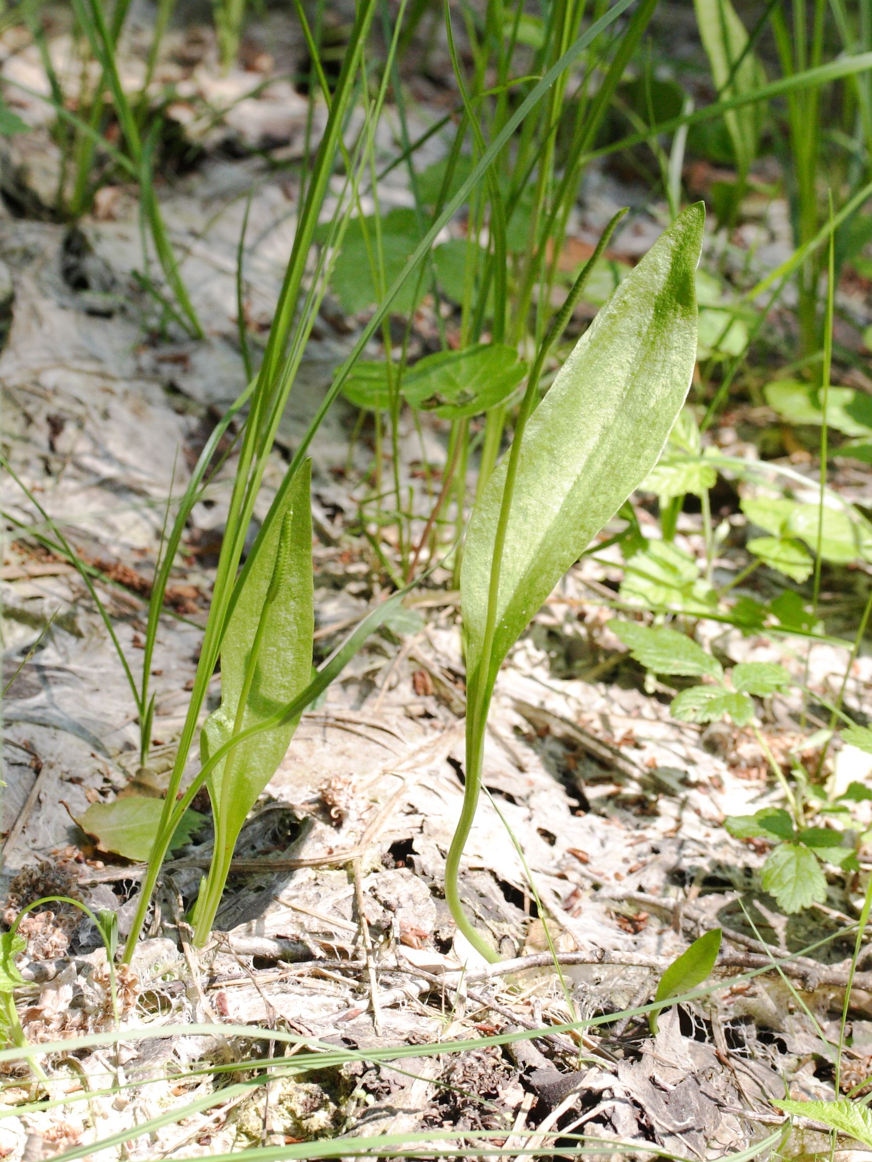 Afficher le média ophioglossum_vulgatum1md ophioglossum_vulgatum1md