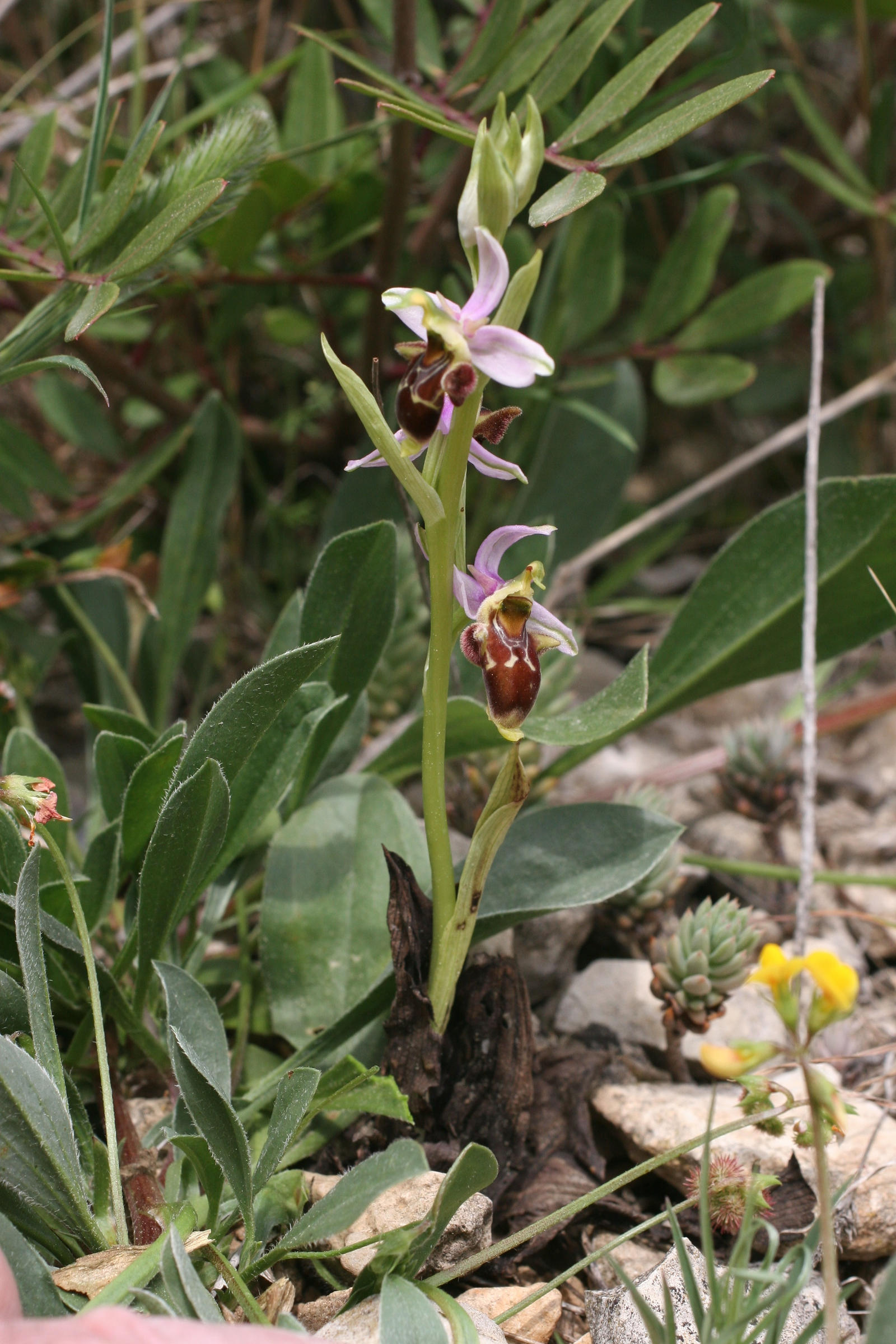 ophrys_scolopax3md