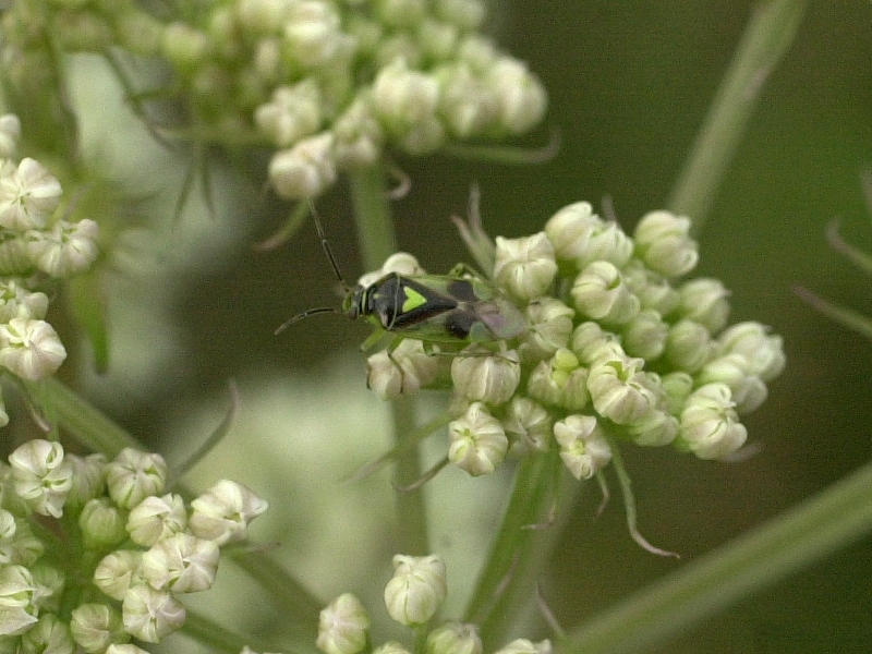 orthops_campestris1md