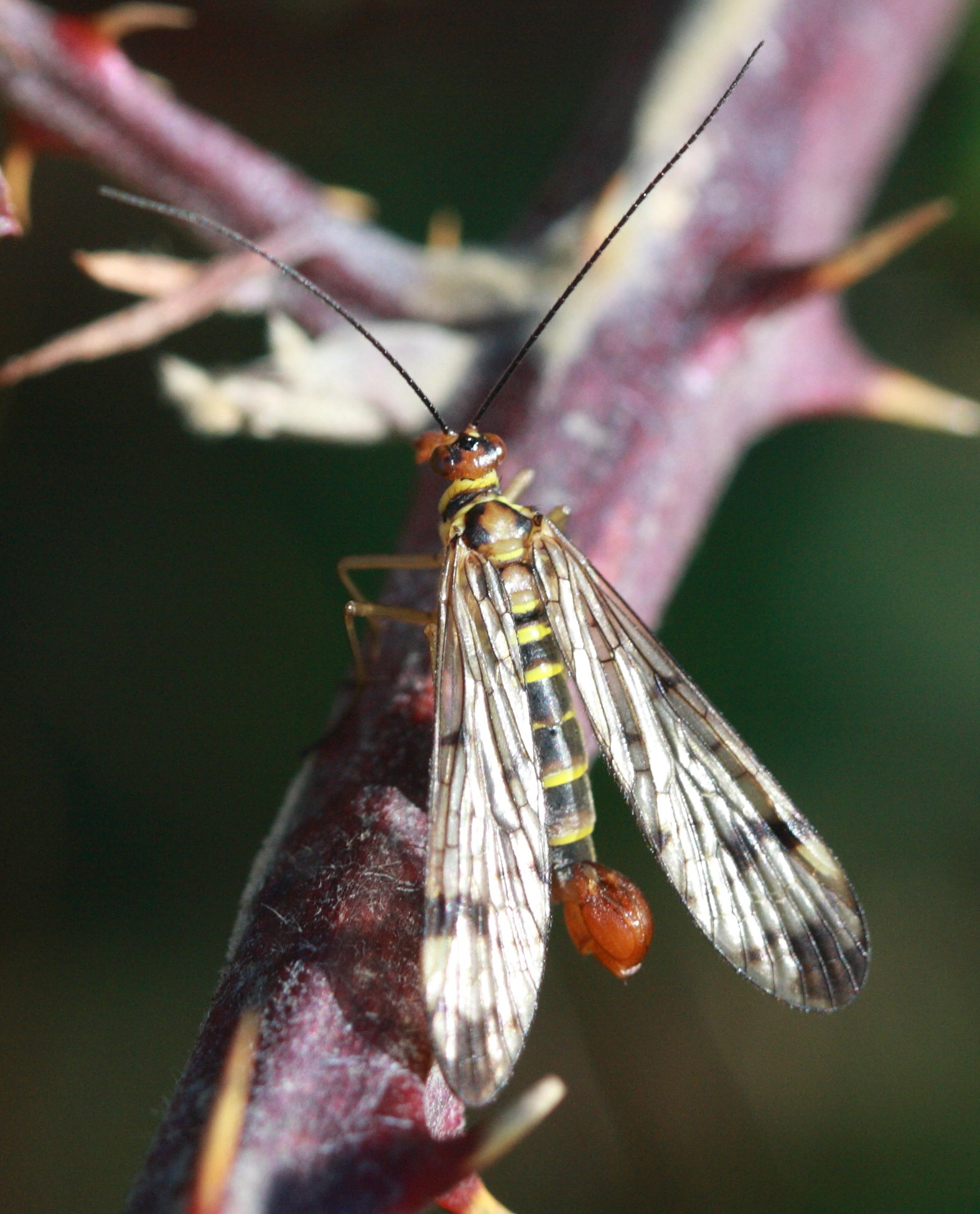 panorpa_germanica4bd