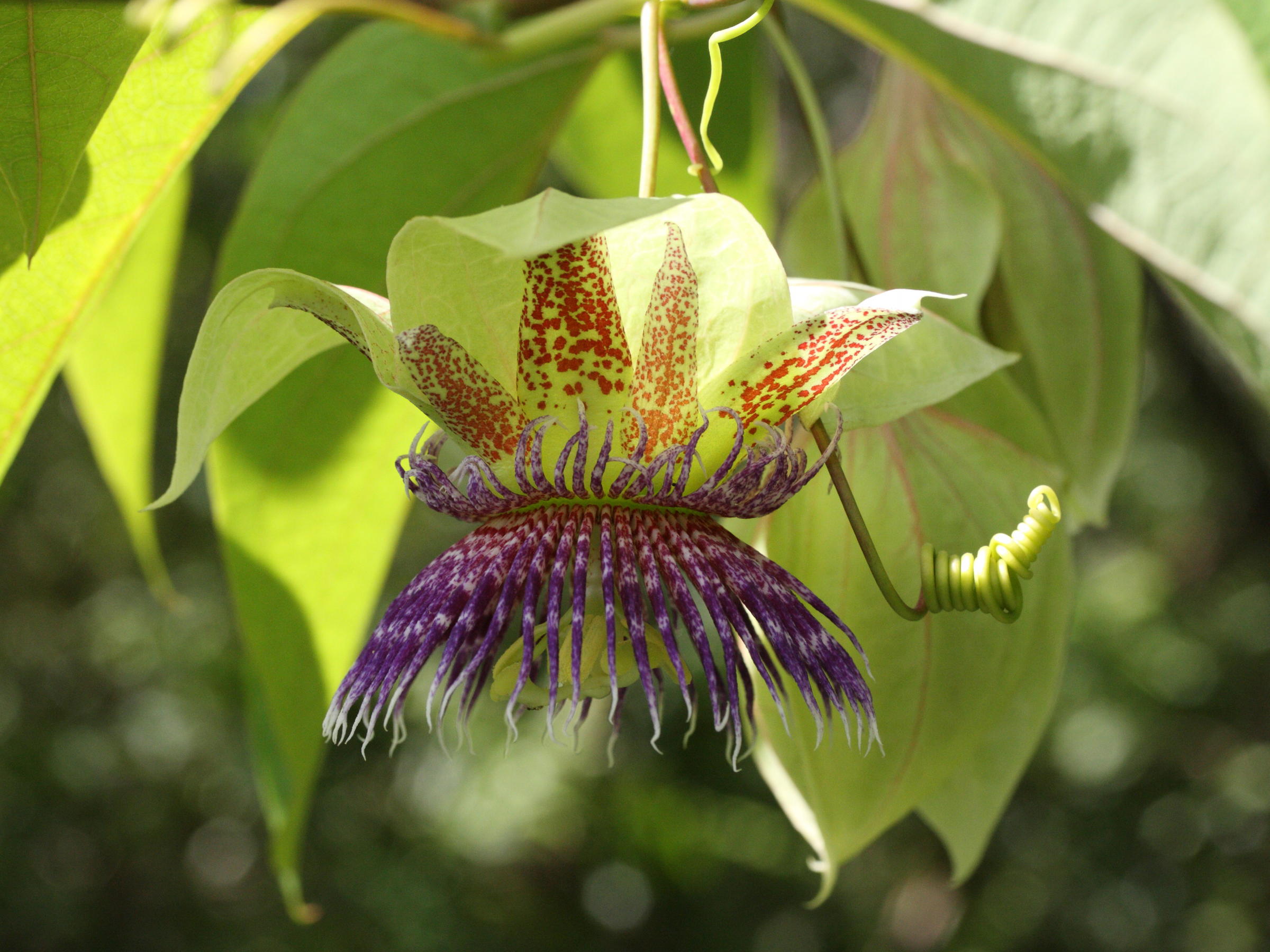 passiflora_maliformis1md