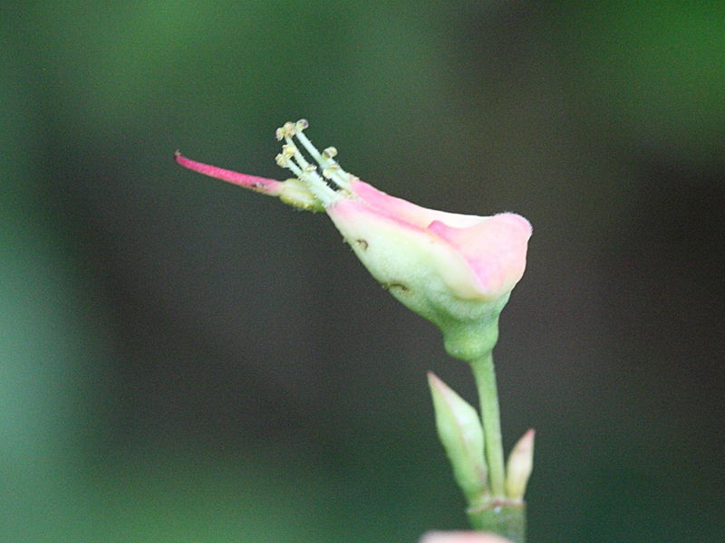 Afficher le média pedilanthus_tithymaloides2md pedilanthus_tithymaloides2md