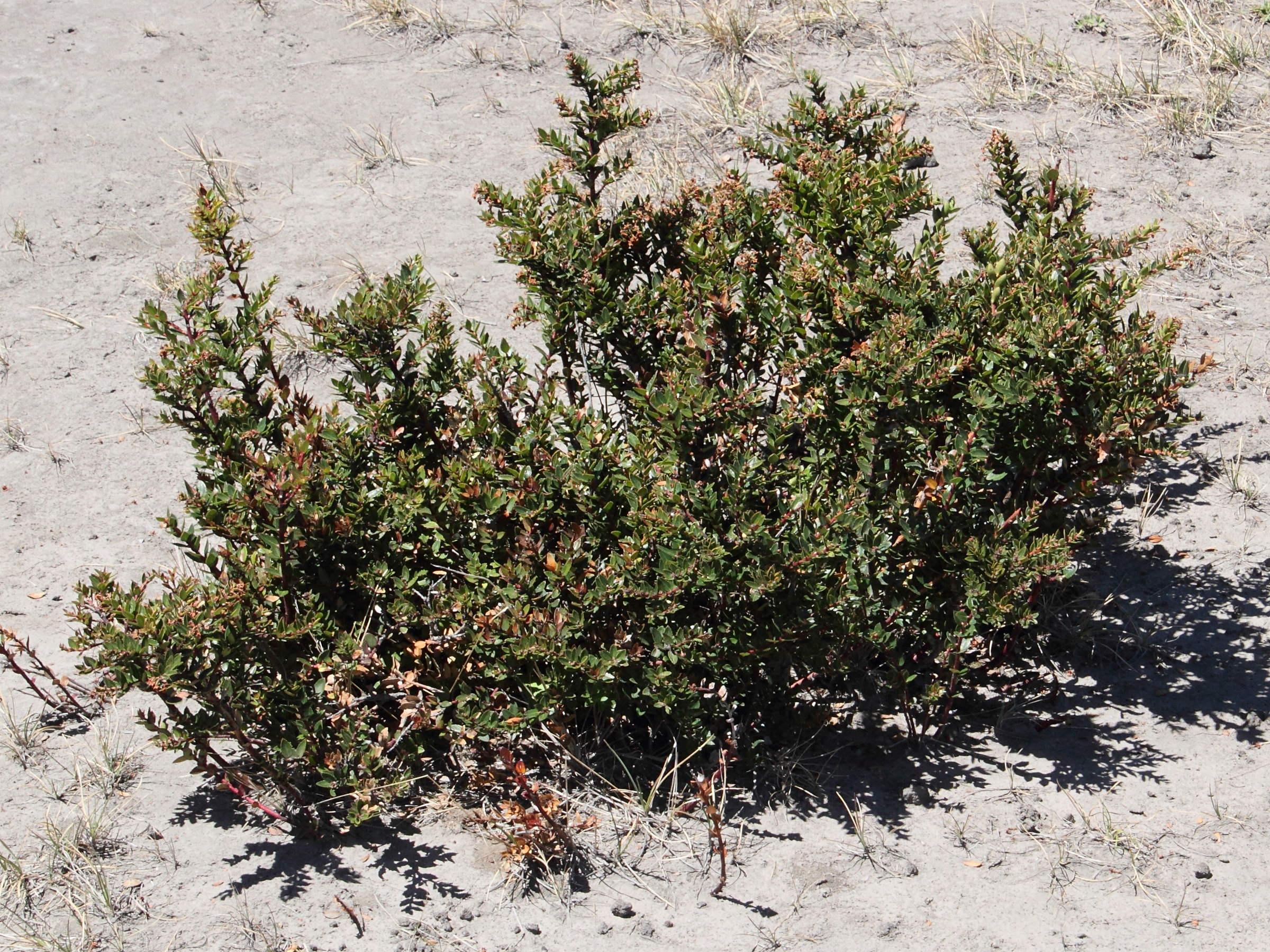 pernettya_prostrata3md