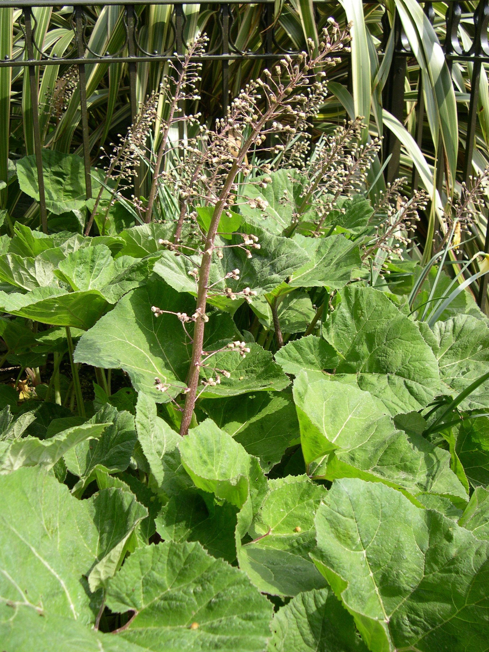 Afficher le média petasites_hybridus5md petasites_hybridus5md