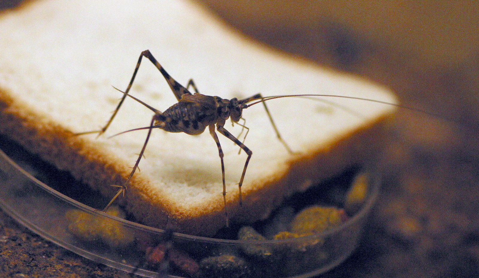 Afficher le média phaeophilacris_bredoides3md phaeophilacris_bredoides3md