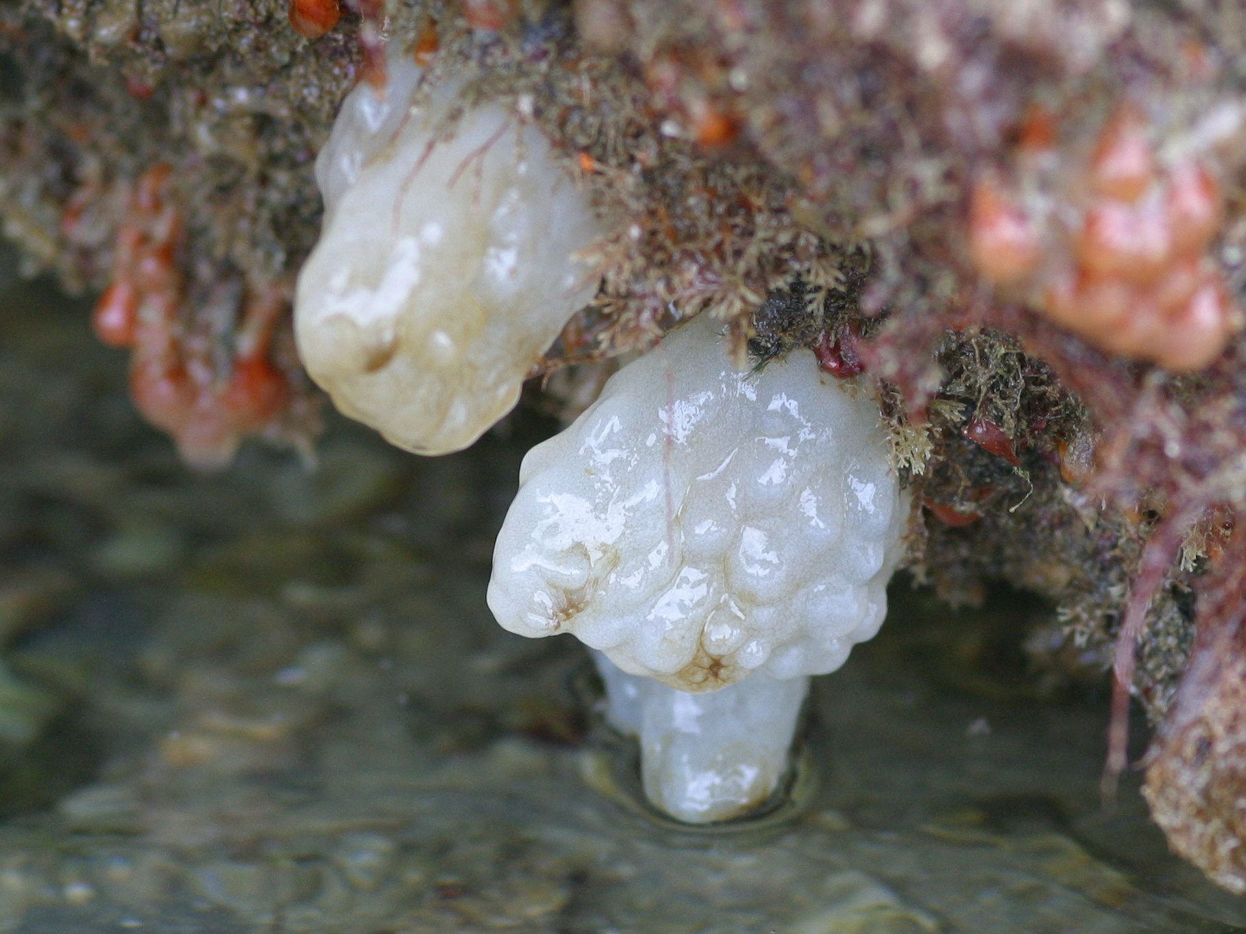 Afficher le média phallusia_mamillata3bd phallusia_mamillata3bd