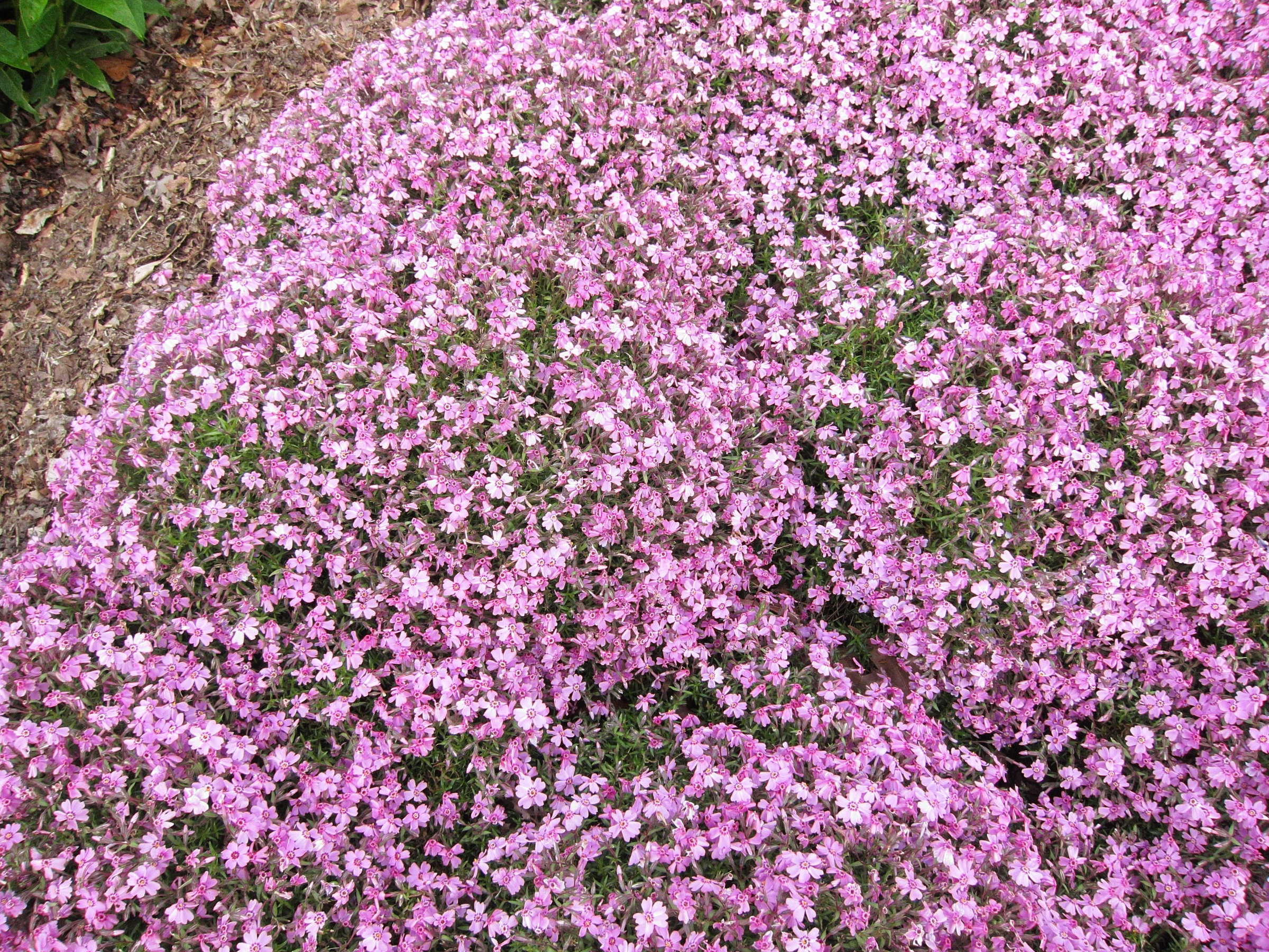 phlox_subulata1bd