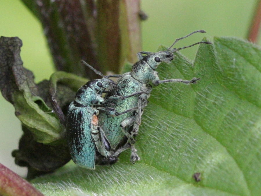 Afficher le média phyllobius_pomaceus4abd phyllobius_pomaceus4abd