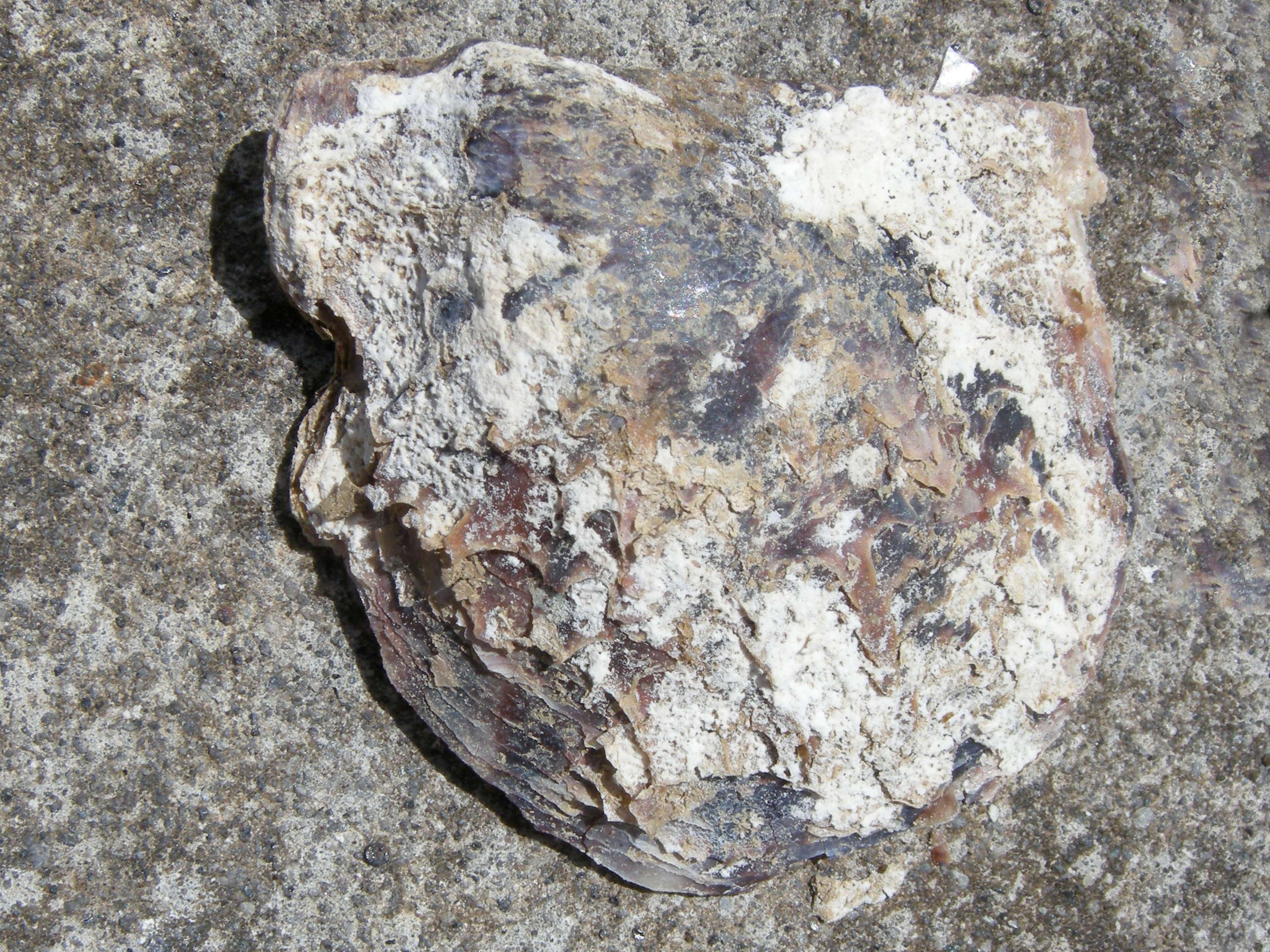 pinctada_imbricata2md