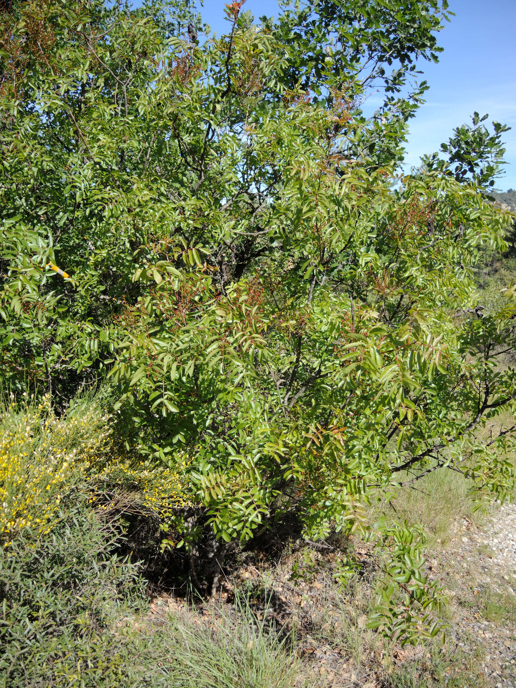 Afficher le média pistacia_terebinthus9md pistacia_terebinthus9md