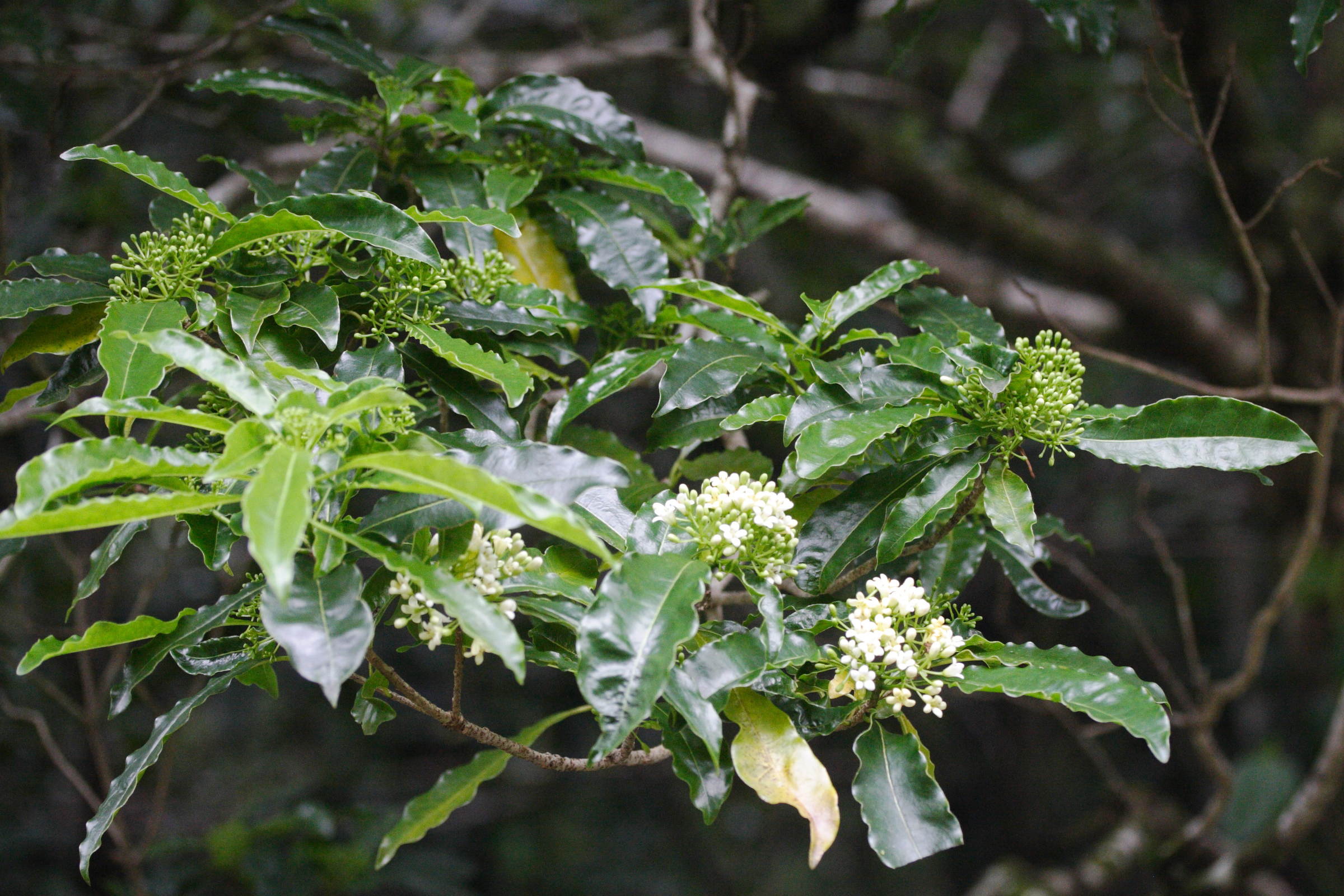 pittosporum_senacia6md