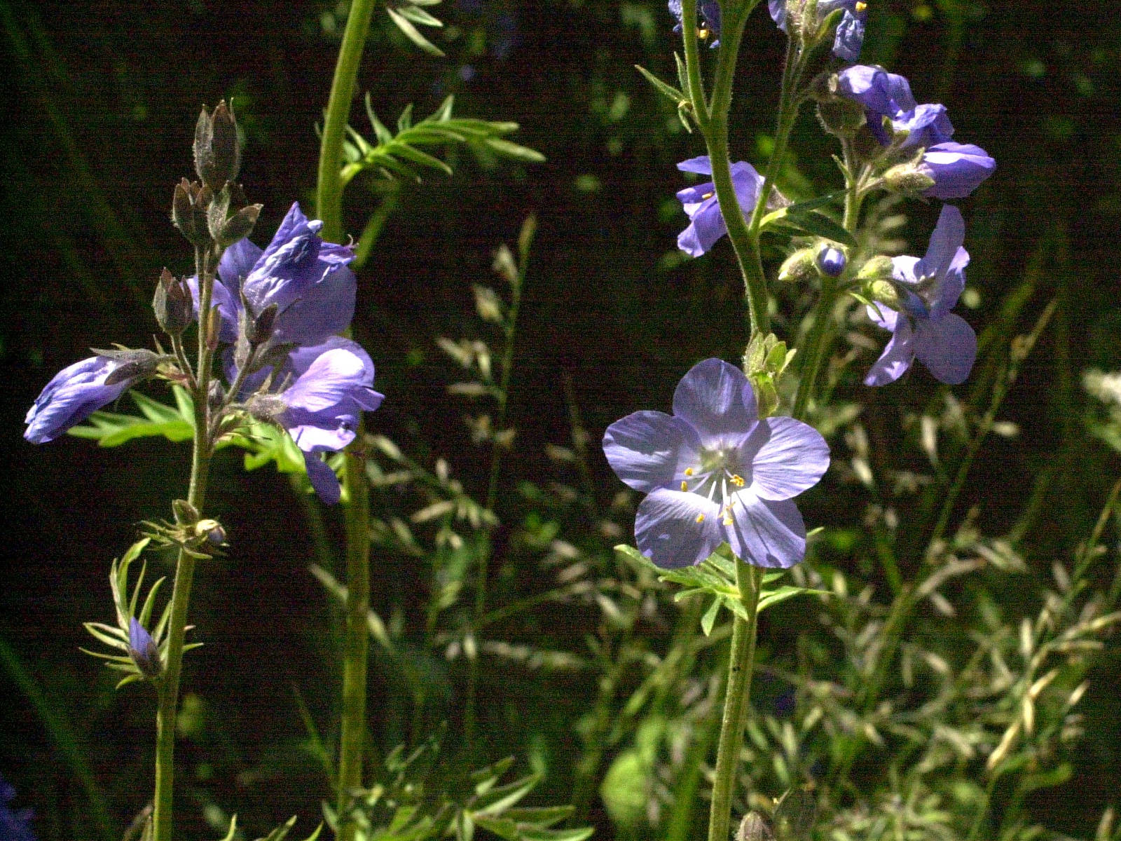 Afficher le média polemonium_caeruleum7md polemonium_caeruleum7md