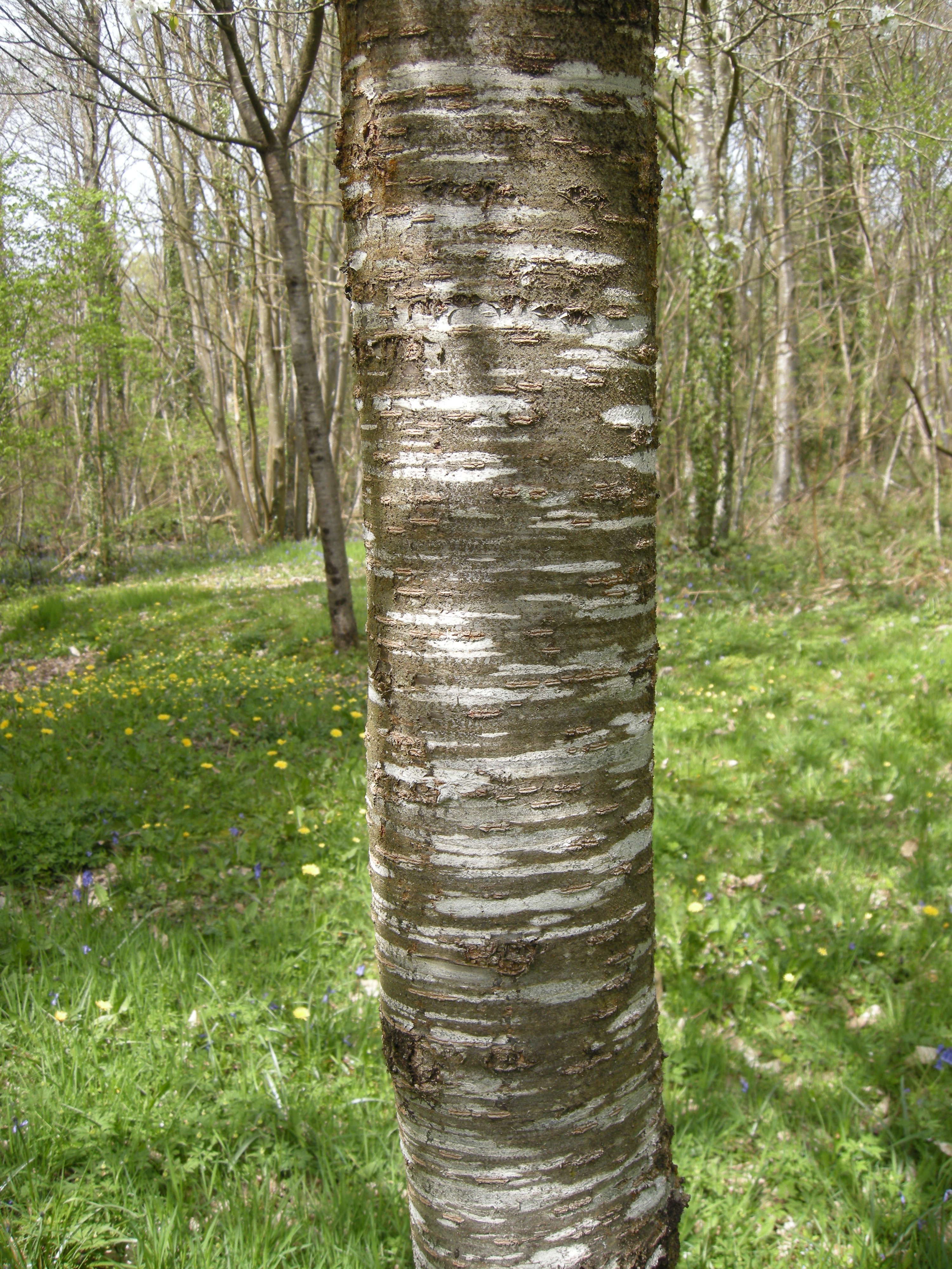 Afficher le média prunus_avium9md prunus_avium9md