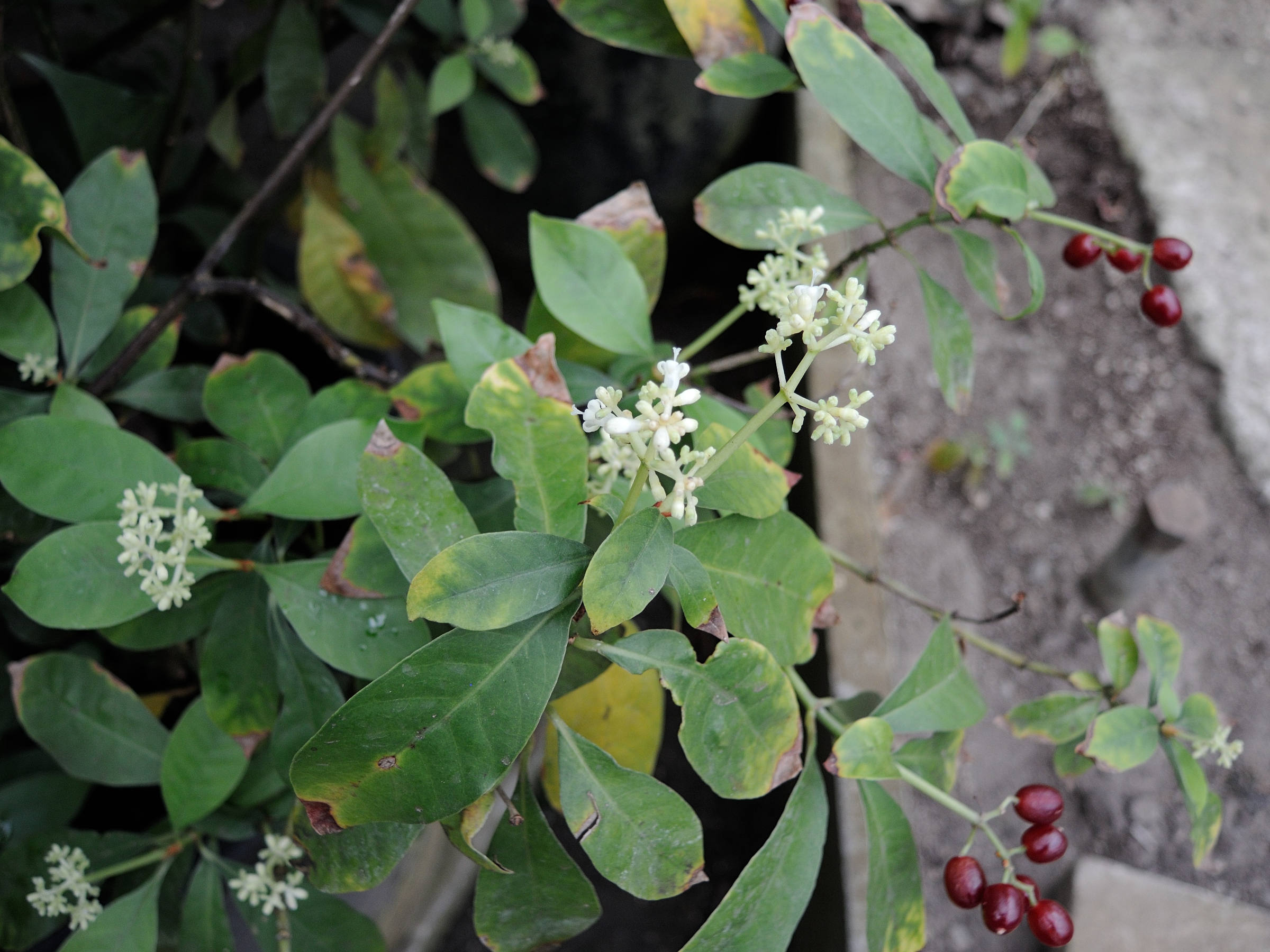 psychotria_carthagenensis1md