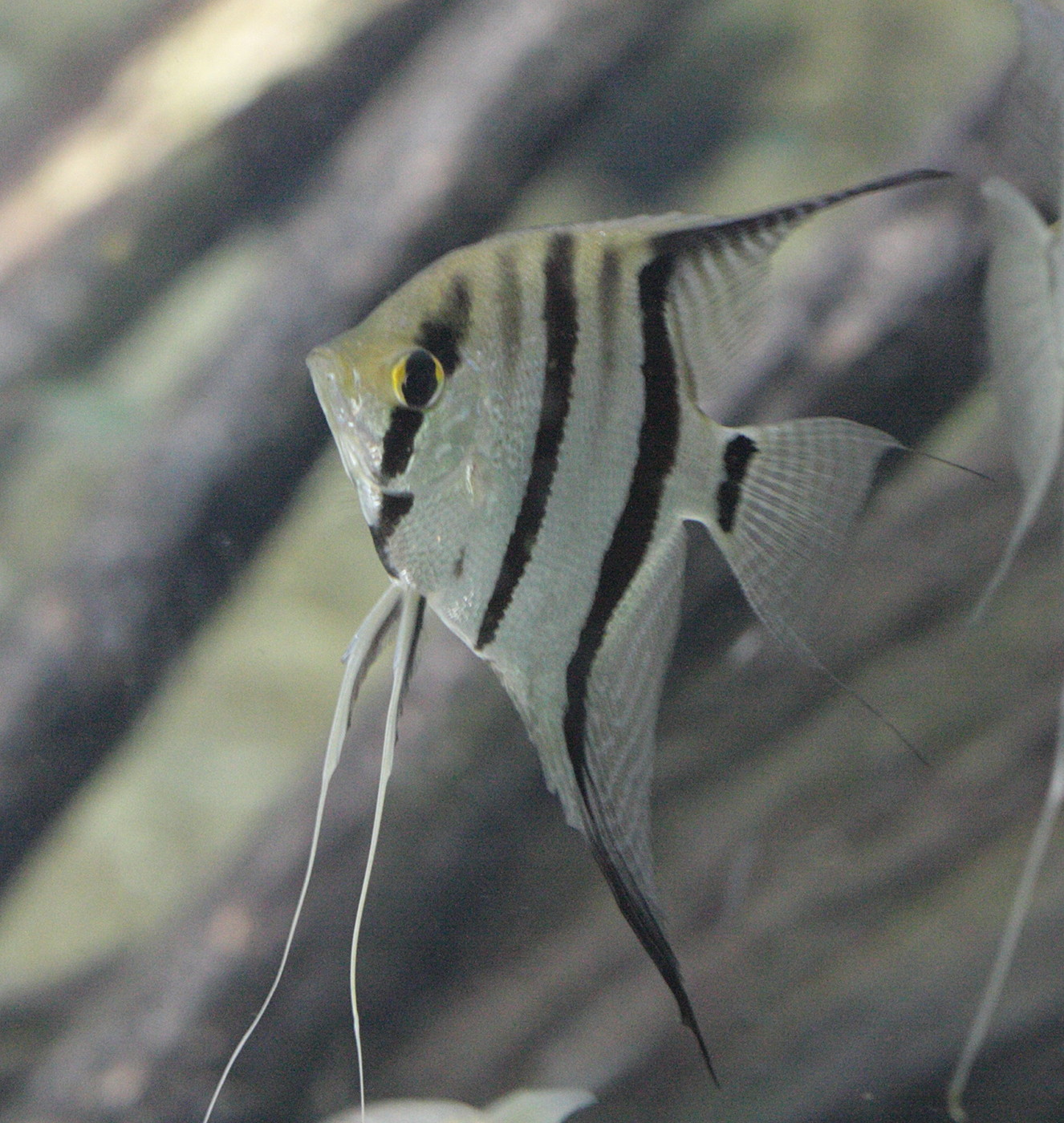 pterophyllum_scalare1bd
