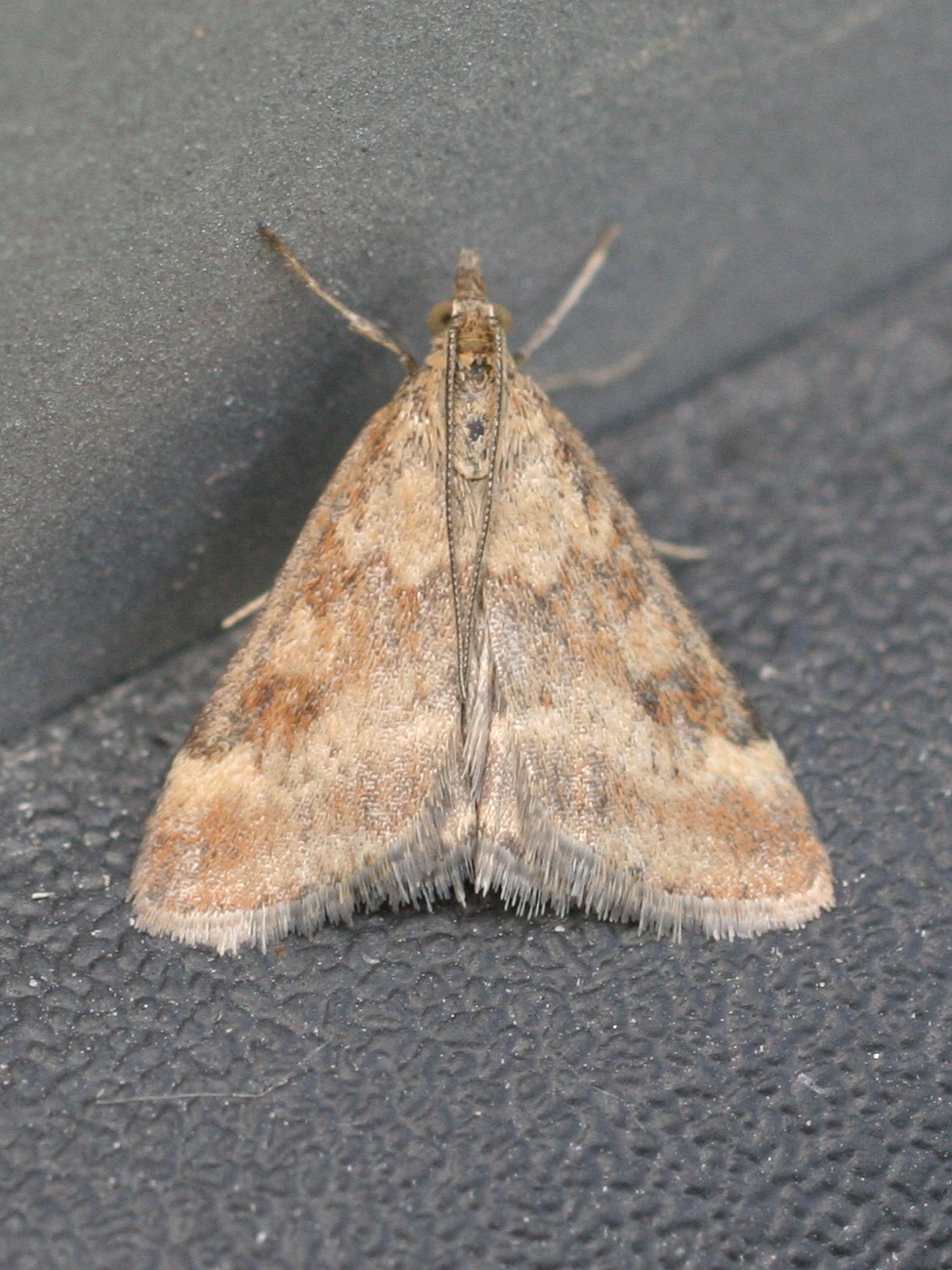 pyrausta_despicata3md