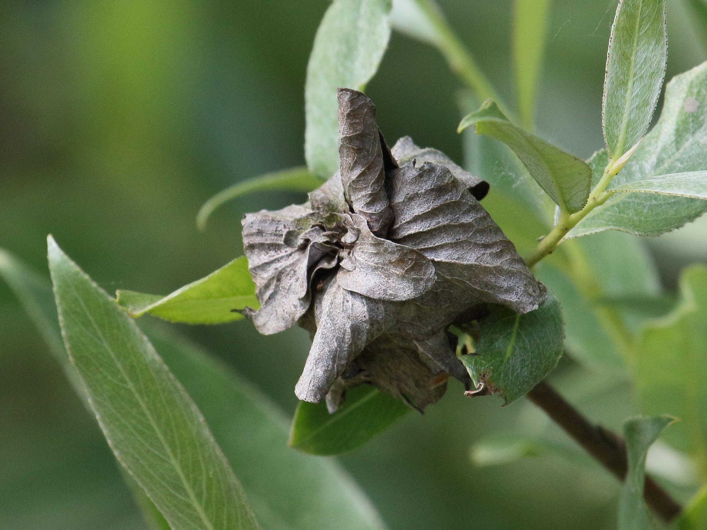 rabdophaga_cf_strobilina_galle1bd