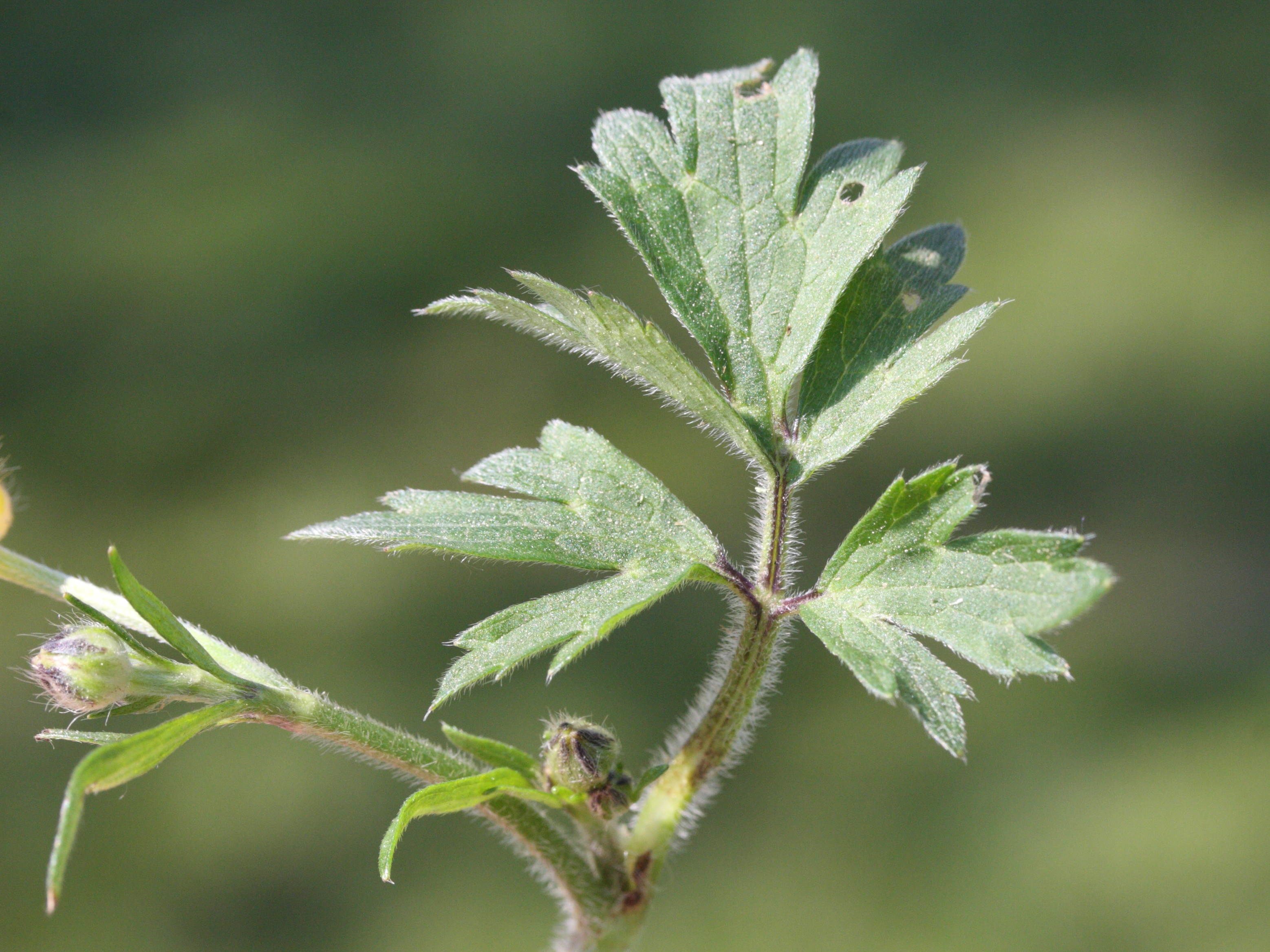 Afficher le média ranunculus_repens5md ranunculus_repens5md