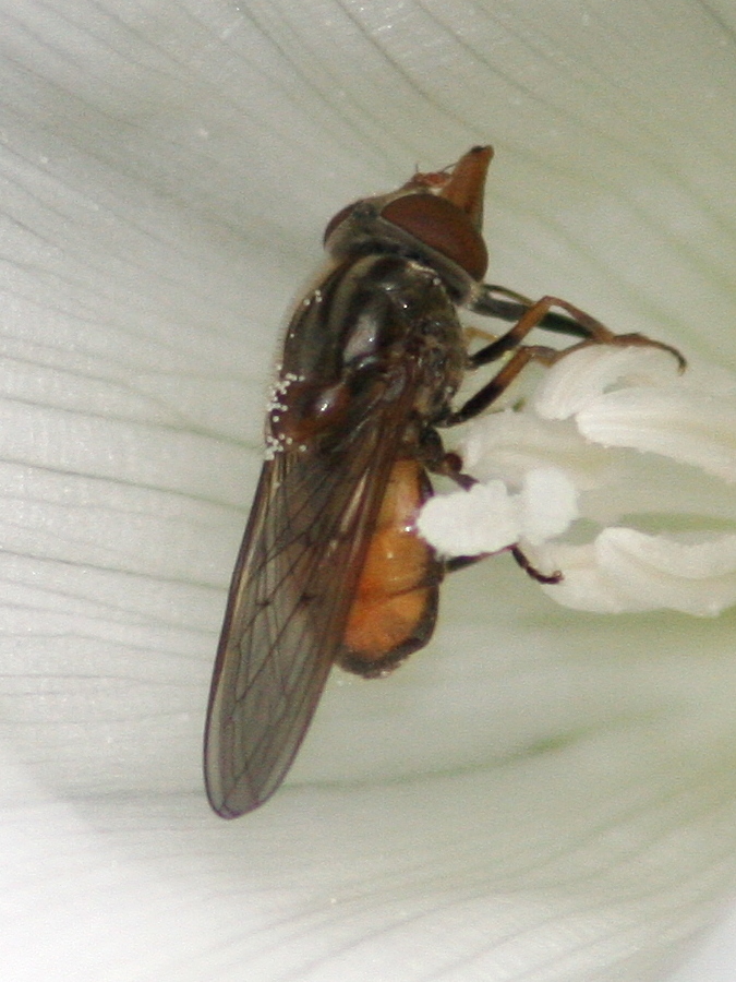 rhingia_campestris4md