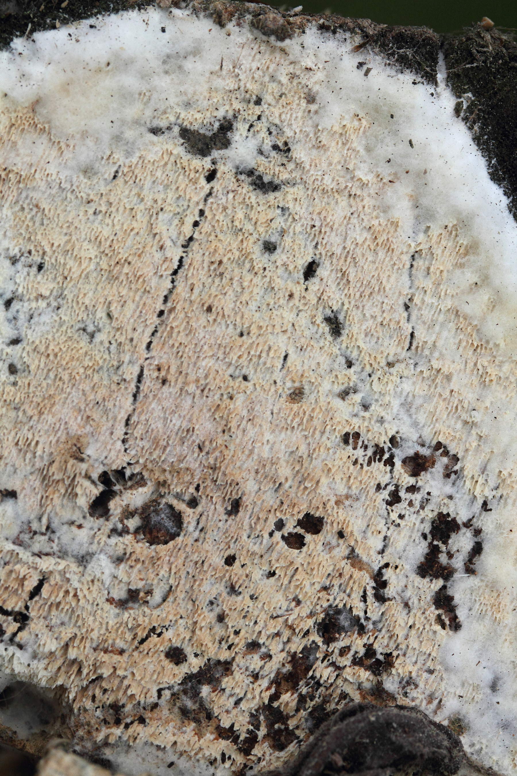 schizopora_paradoxa2md